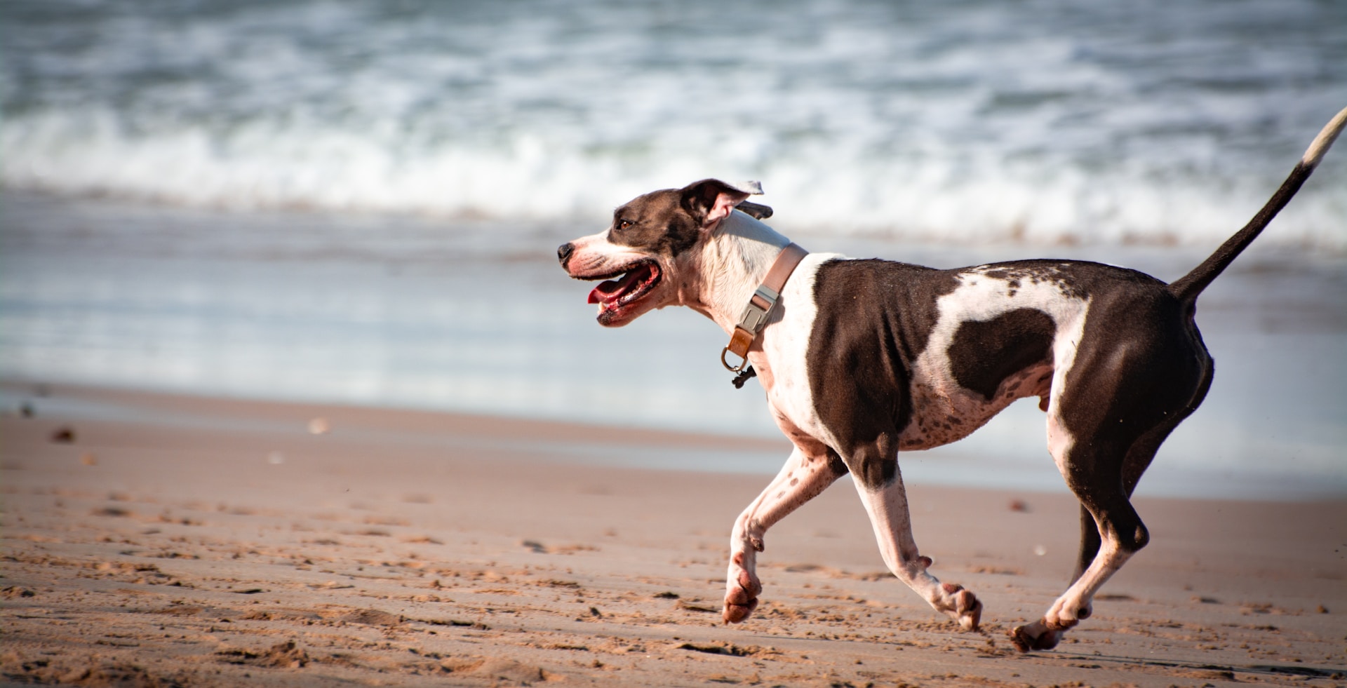 A dog runs happily along the beach.