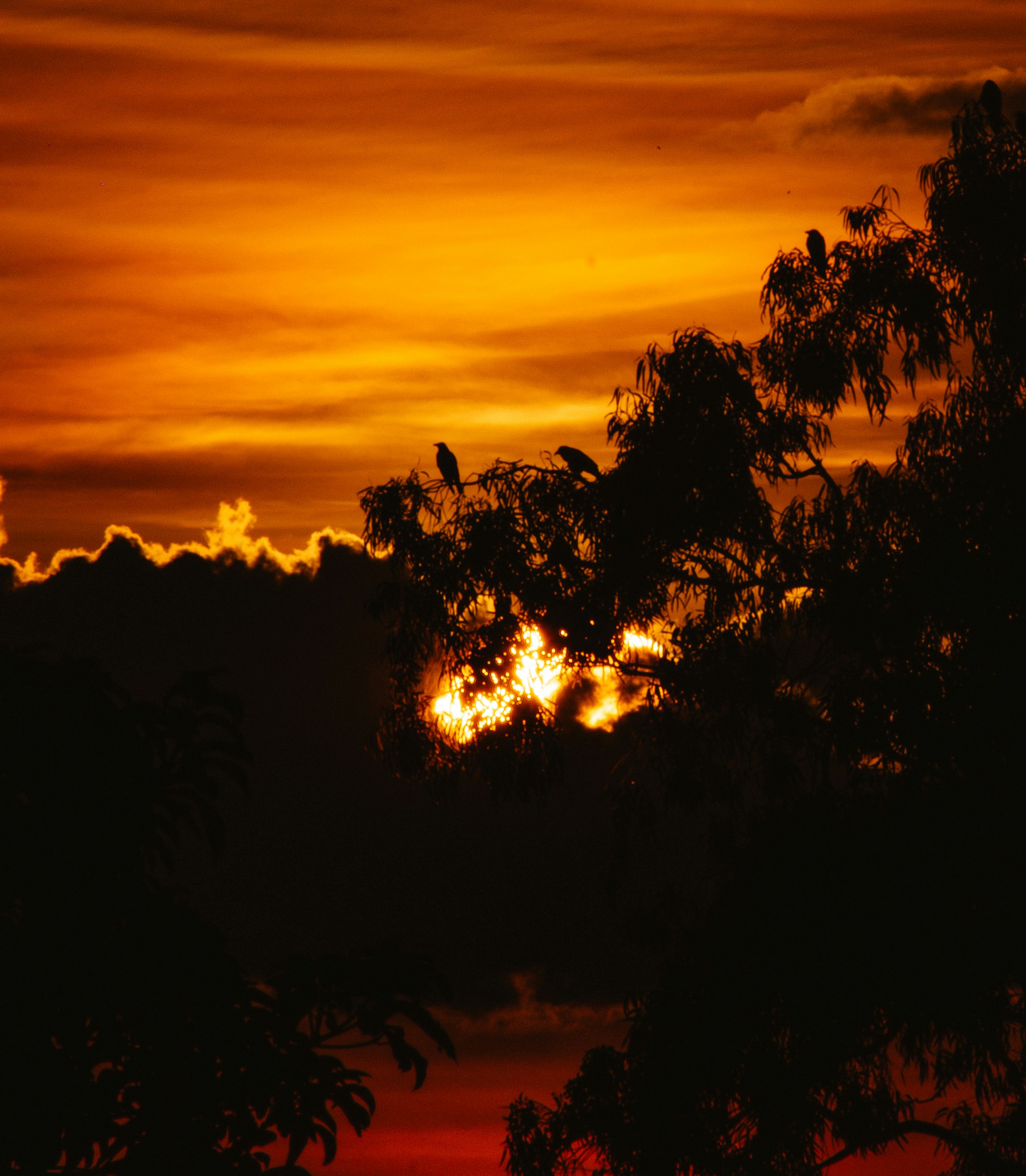 Sunset silhouette with birds in trees.