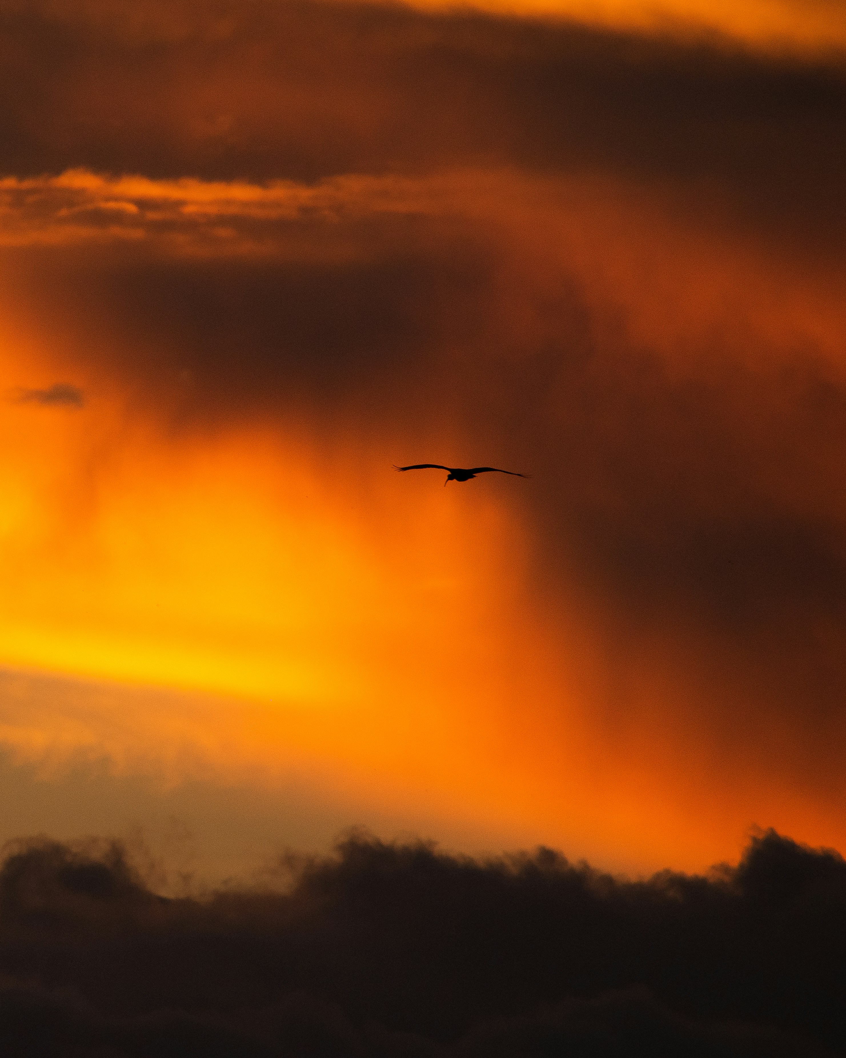 A bird flies across a fiery sunset.