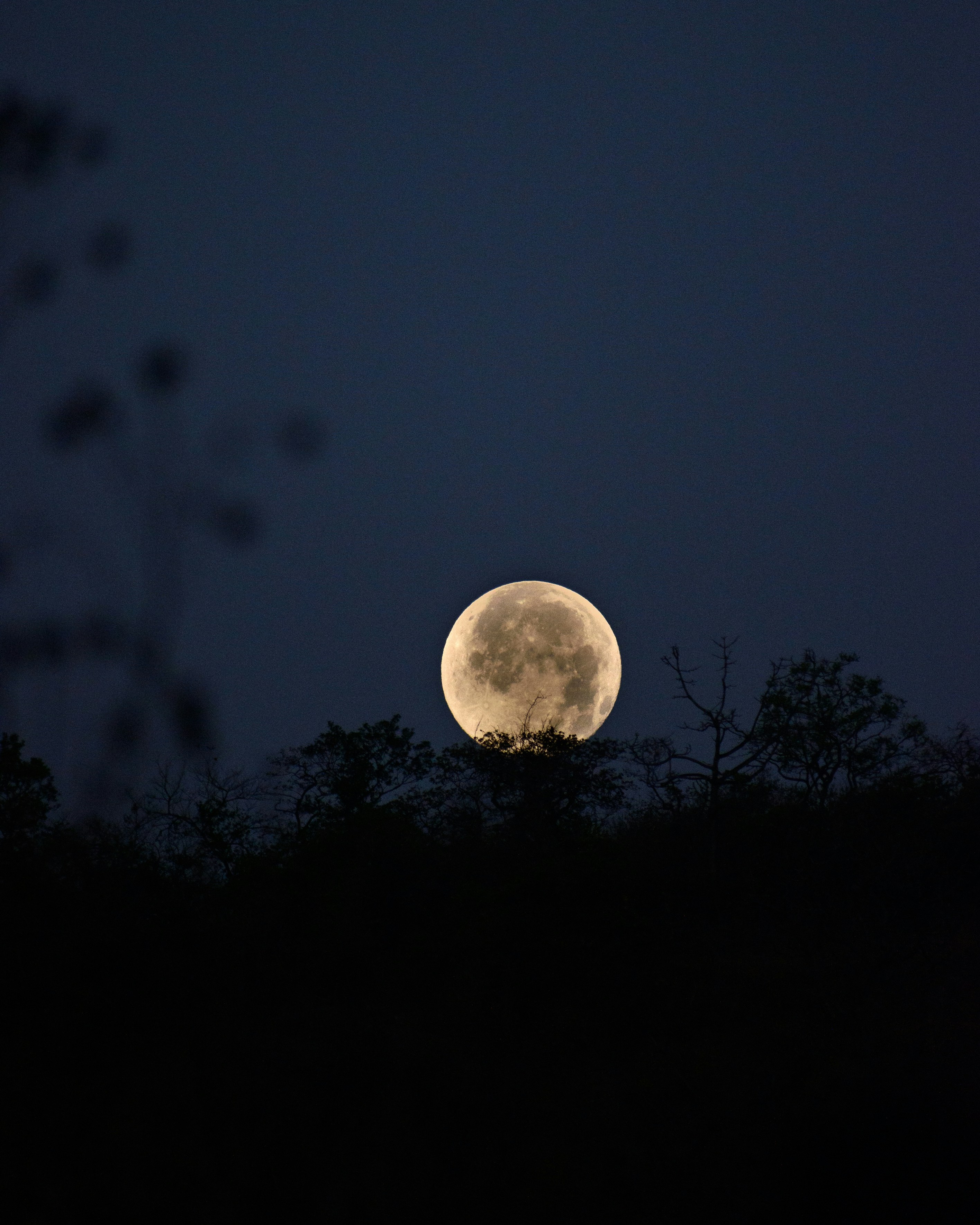 A bright full moon rises above the trees. photo – Free Image on Unsplash