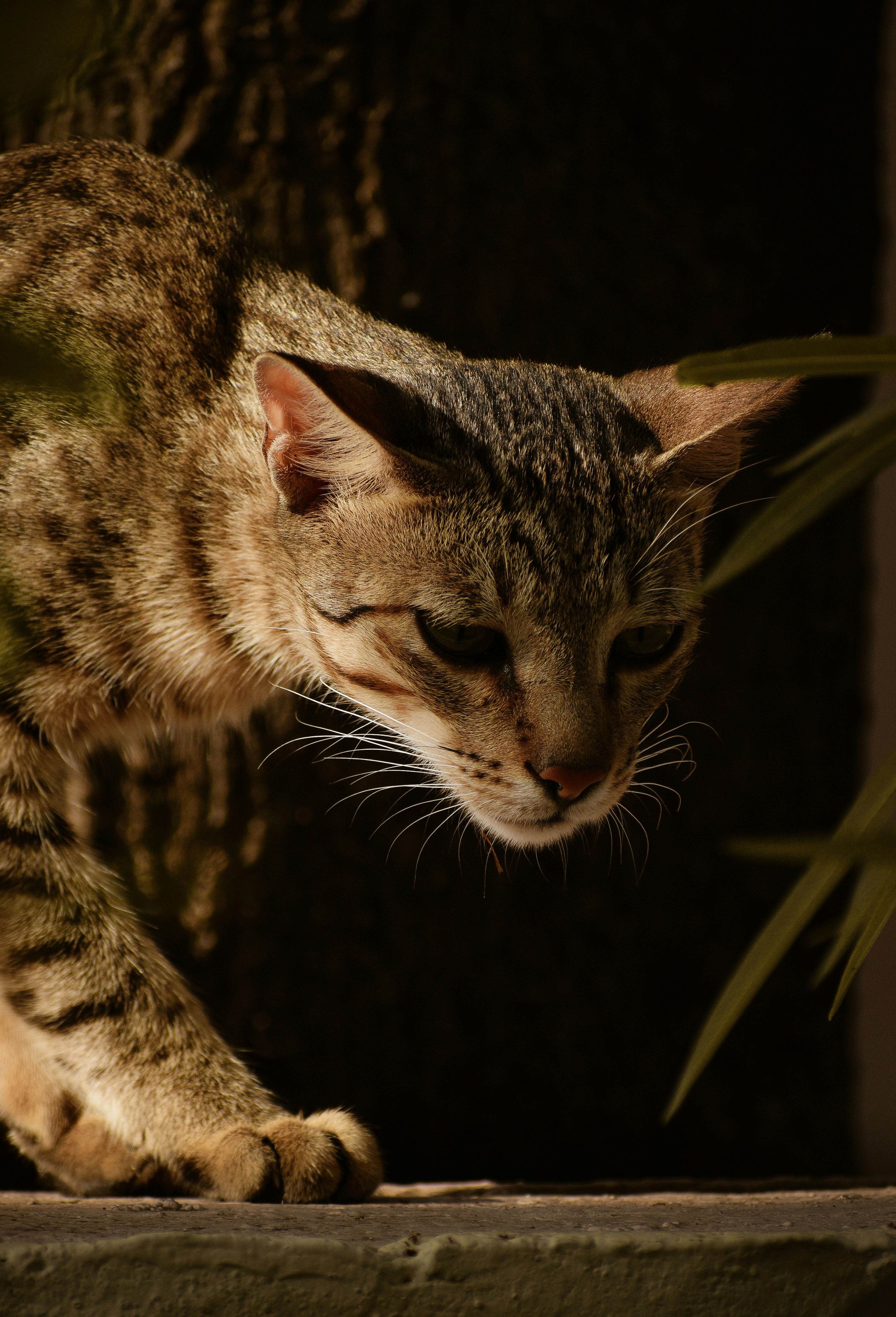 A brown tabby cat looks down cautiously.