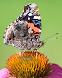 Butterfly rests on a beautiful orange and purple flower.