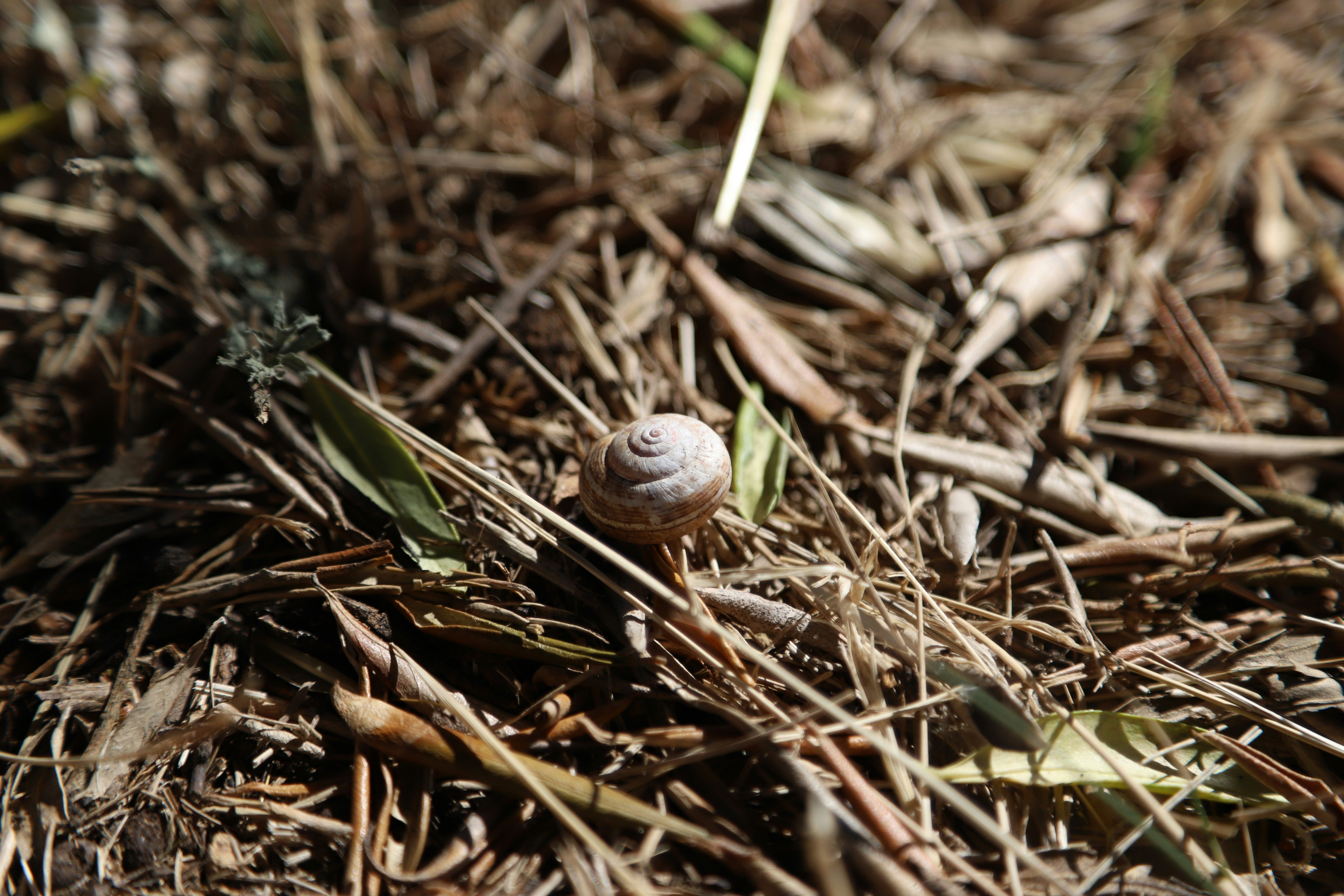 A snail shell rests in dried grass.
