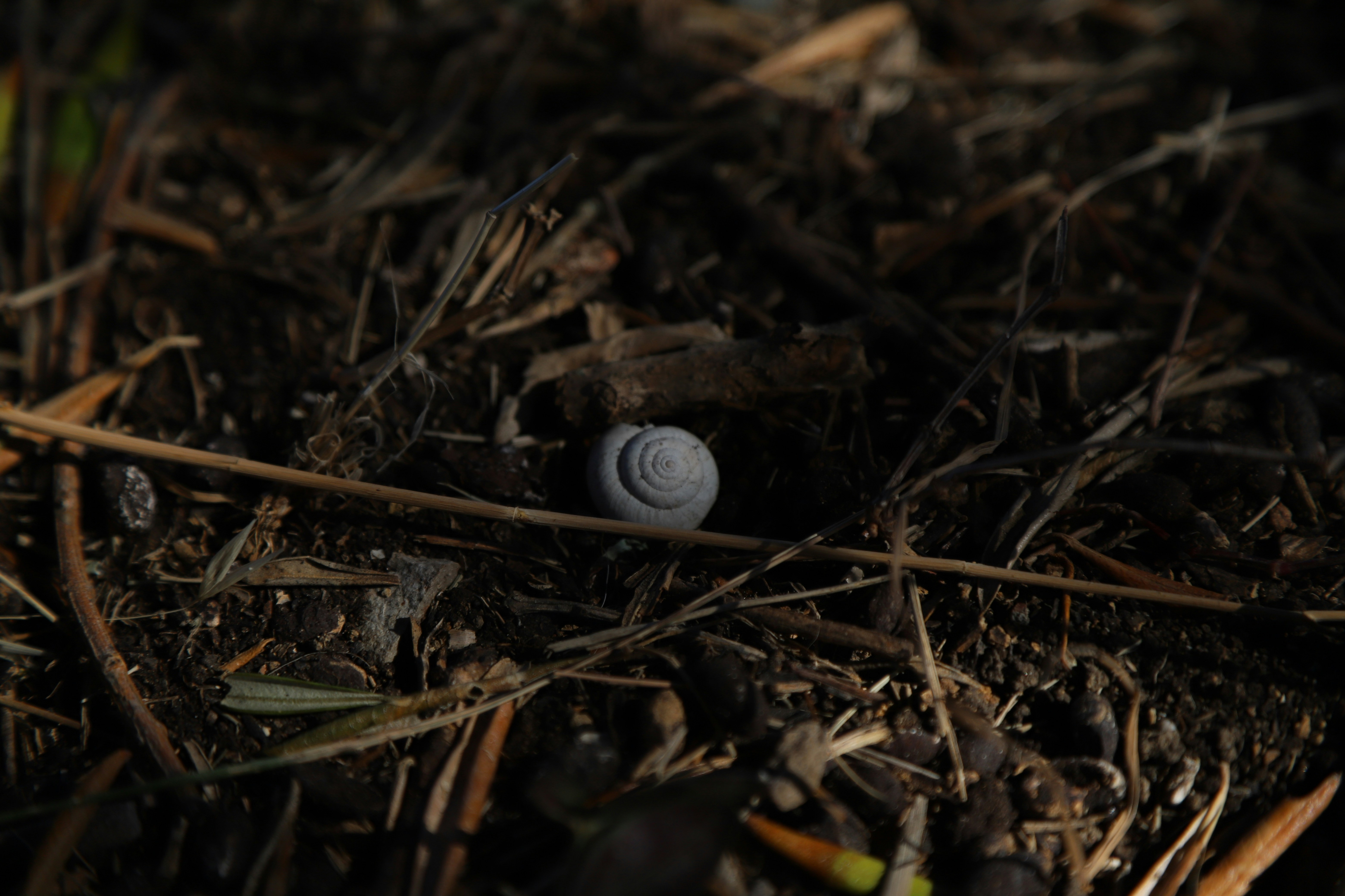A tiny snail shell rests on the forest floor.