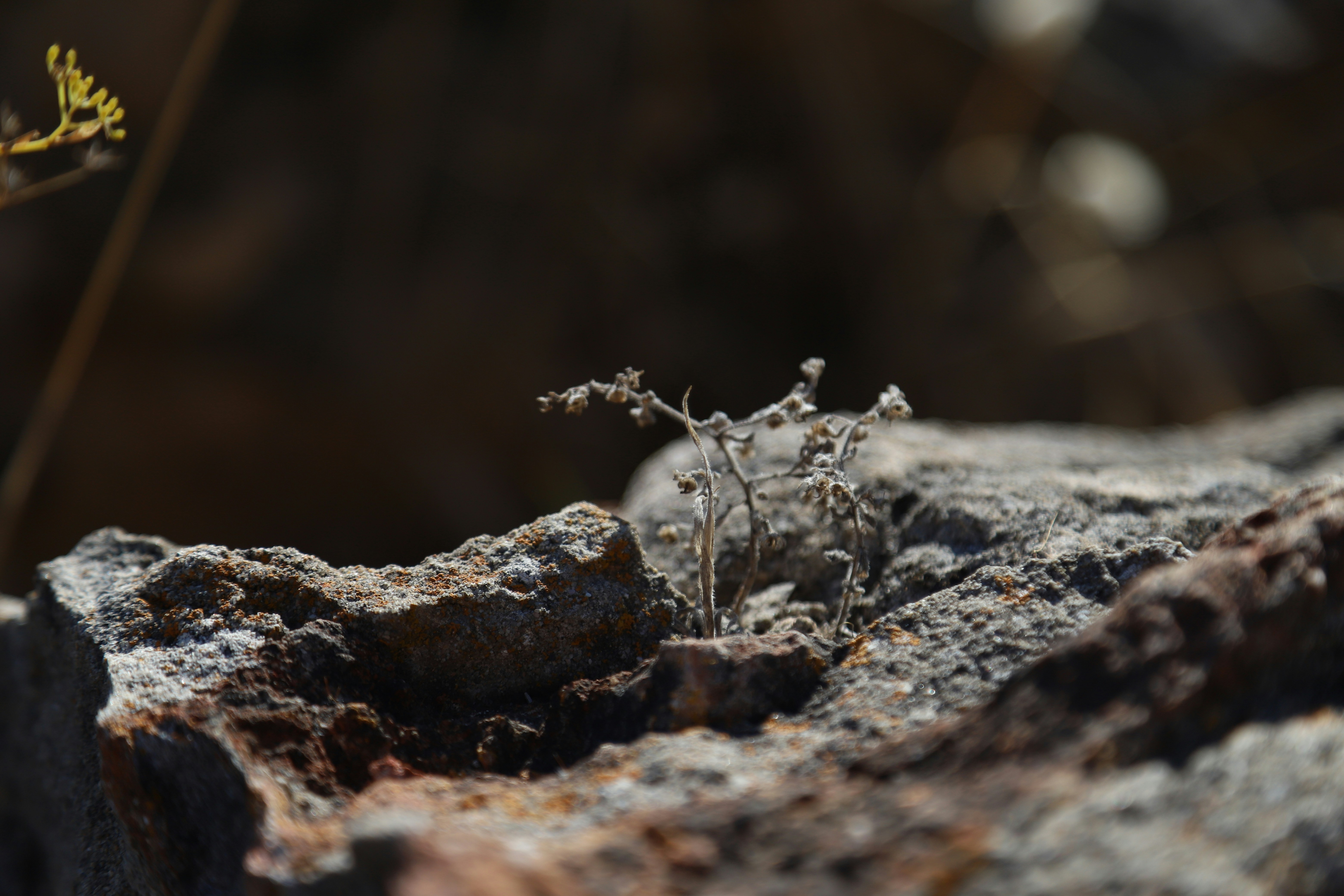 Dry plant life struggles on rough stone.