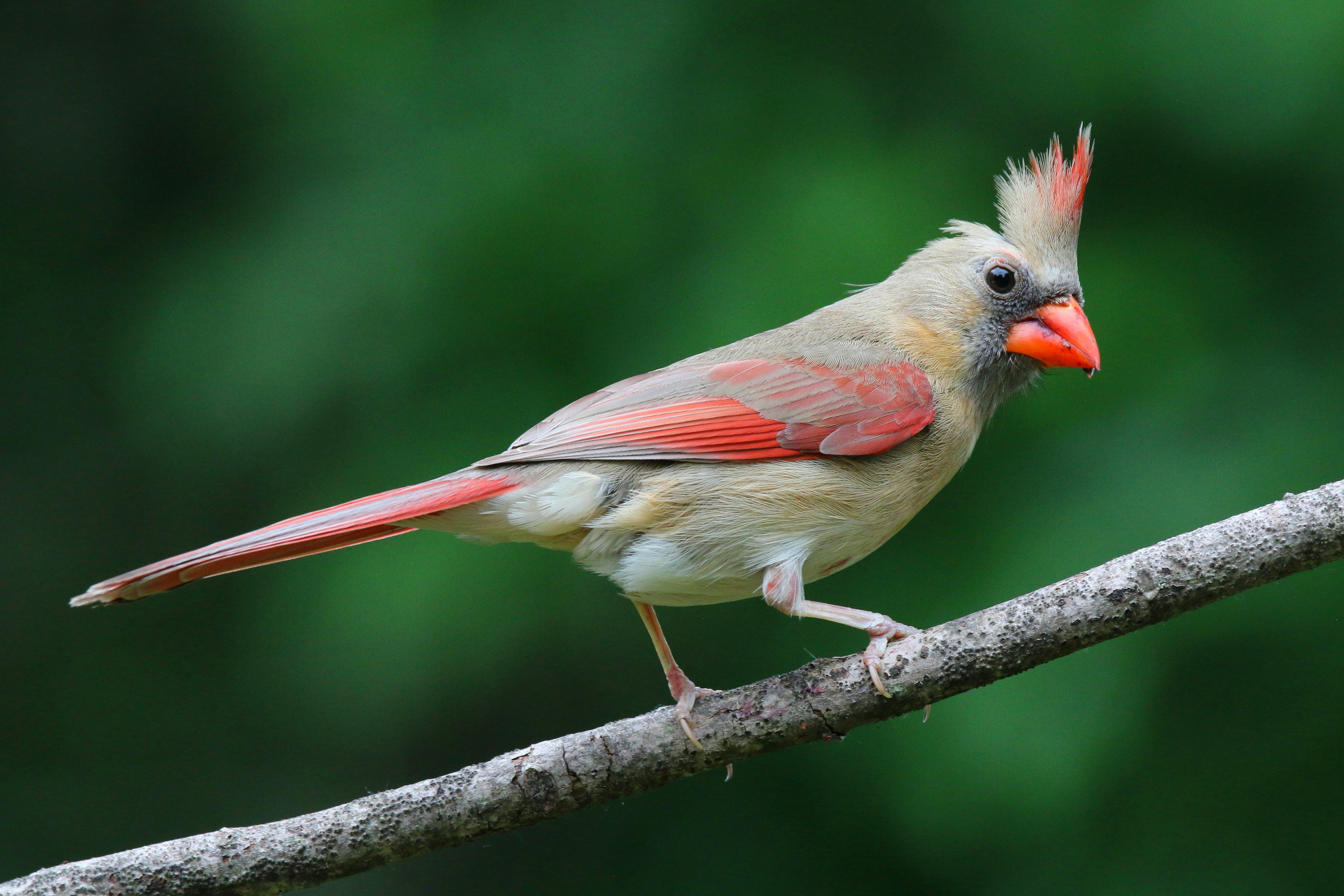 Photo by goldenplover31