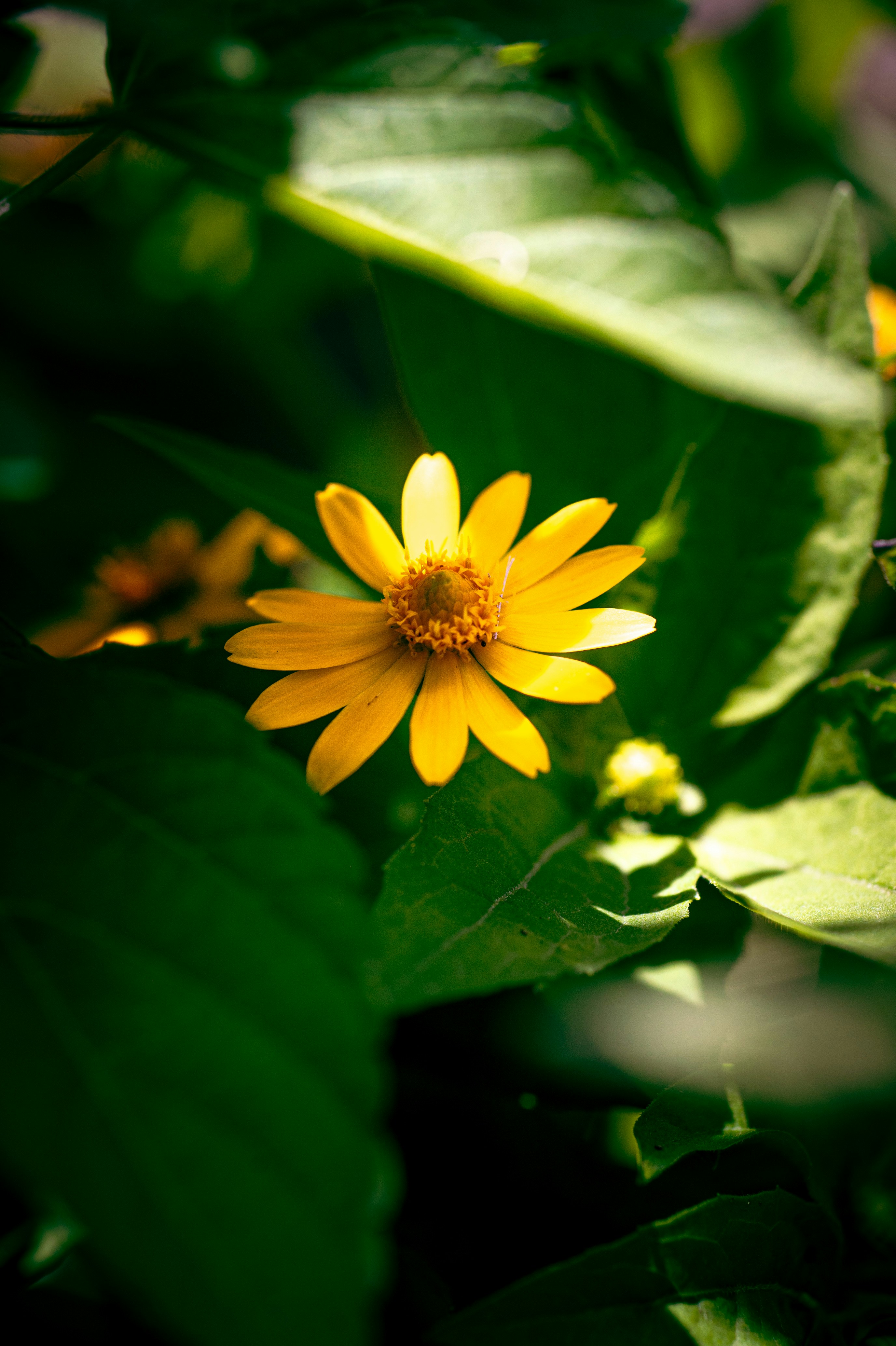 A bright yellow flower surrounded by green leaves.