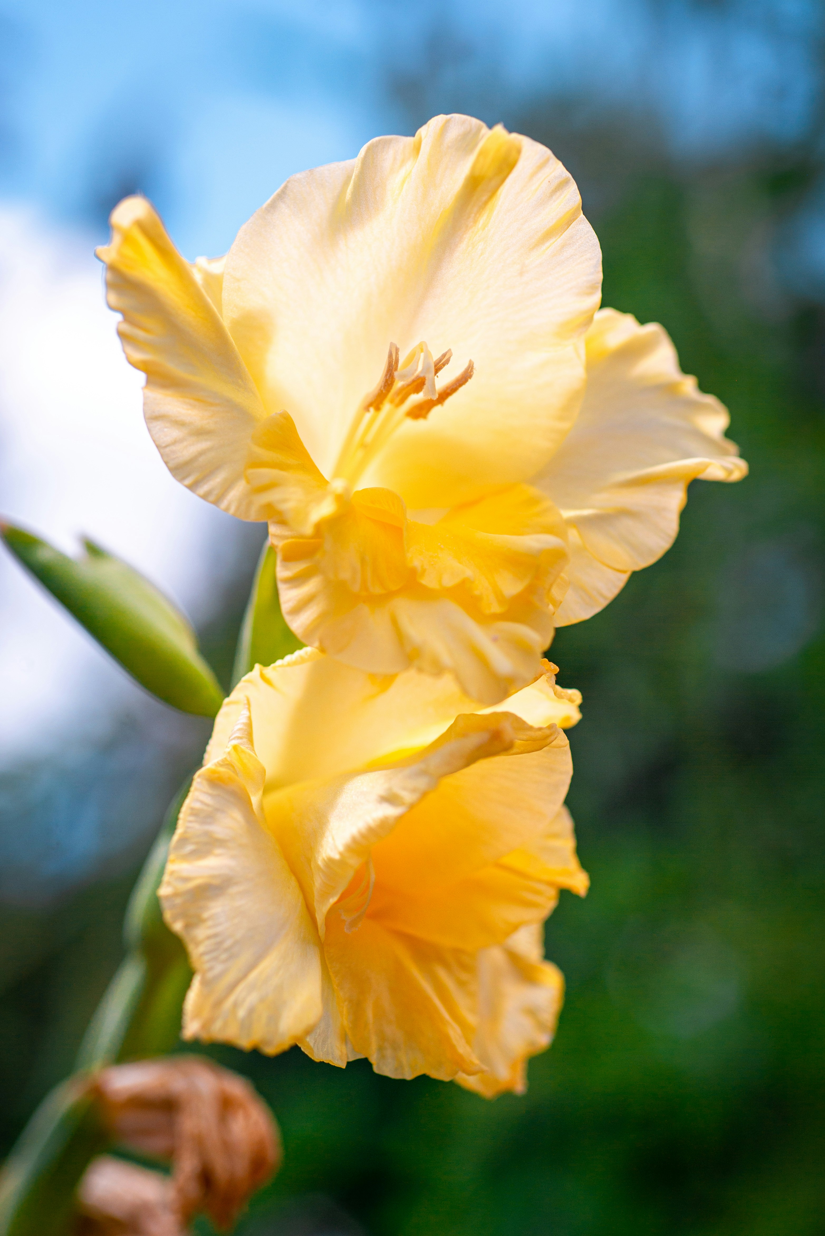 Two beautiful yellow gladiolus blossoms bloom.
