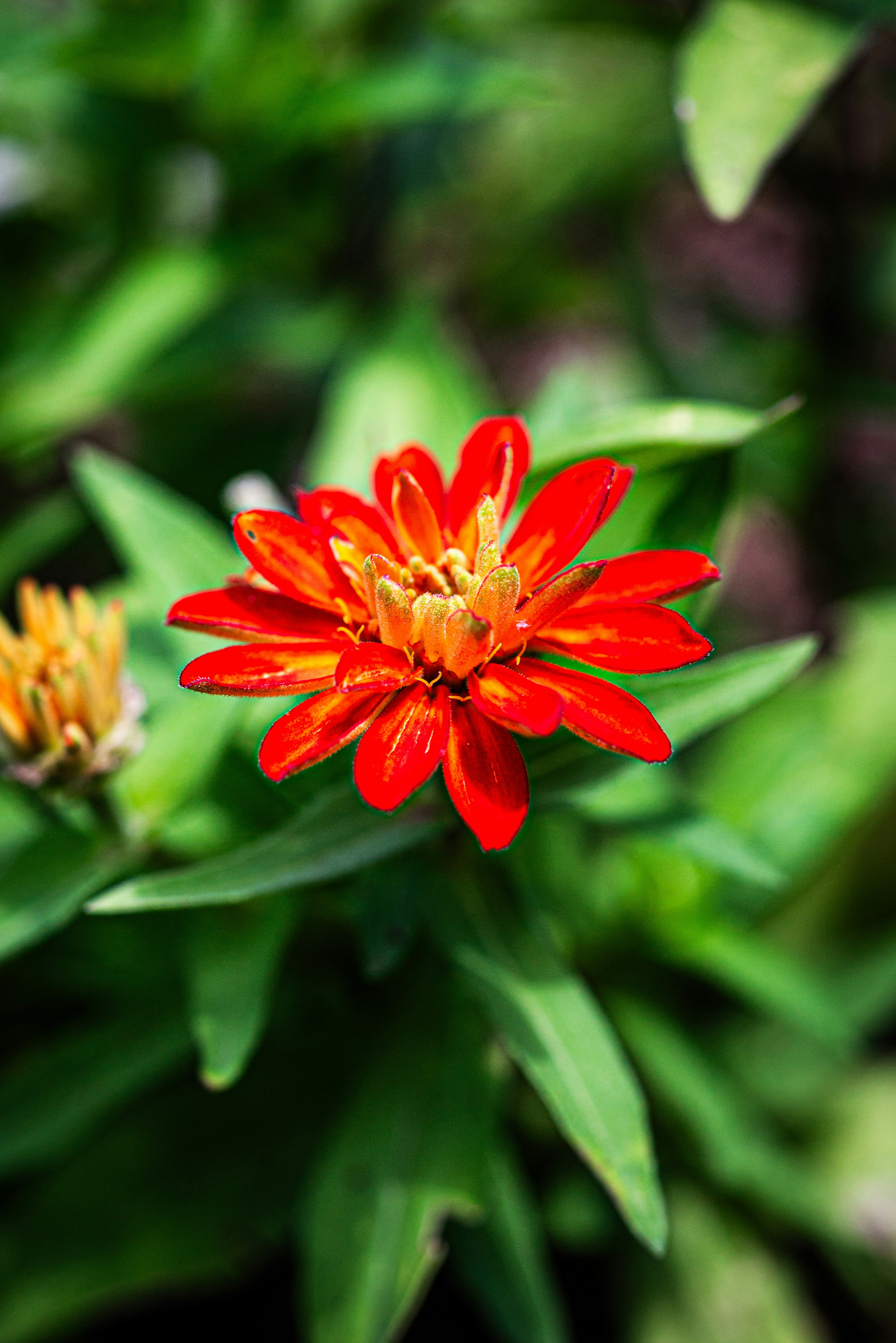 A bright red flower blooms beautifully.