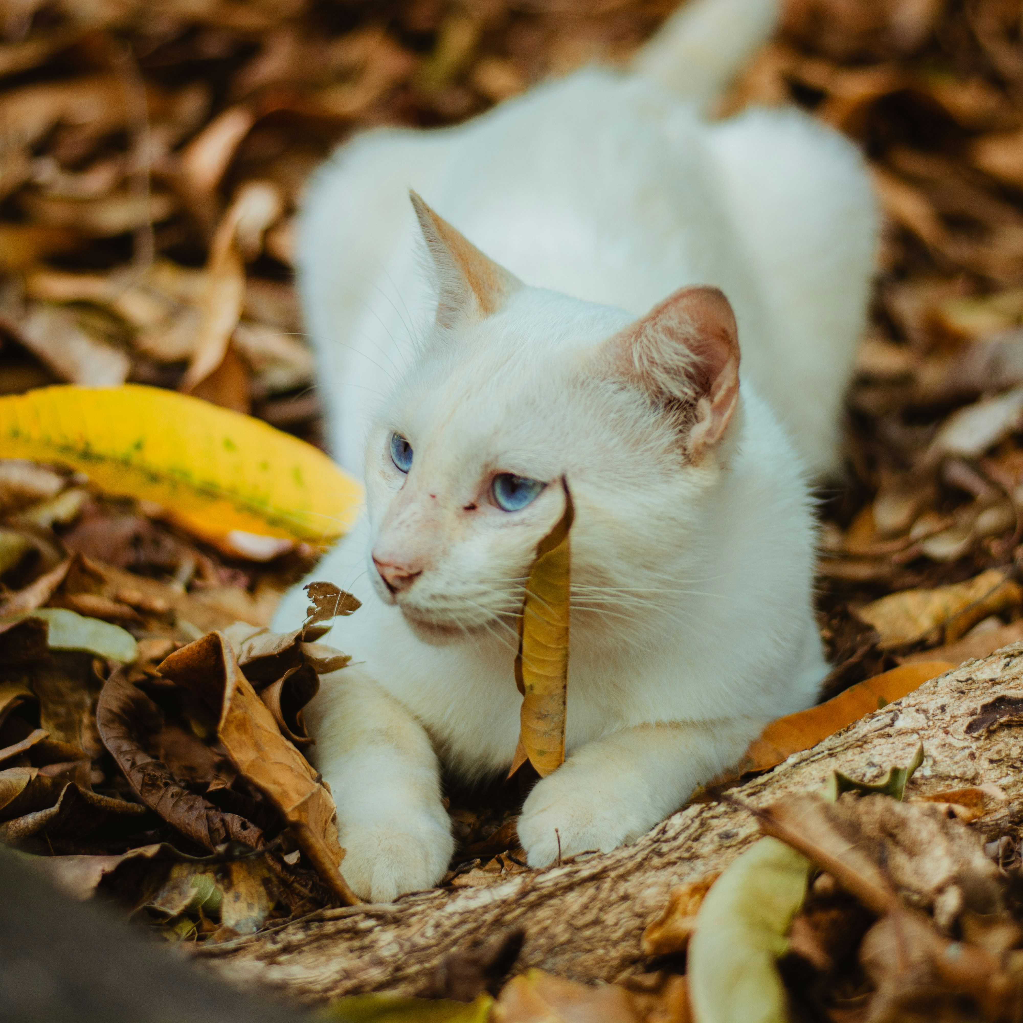 A white cat rests among fall leaves.