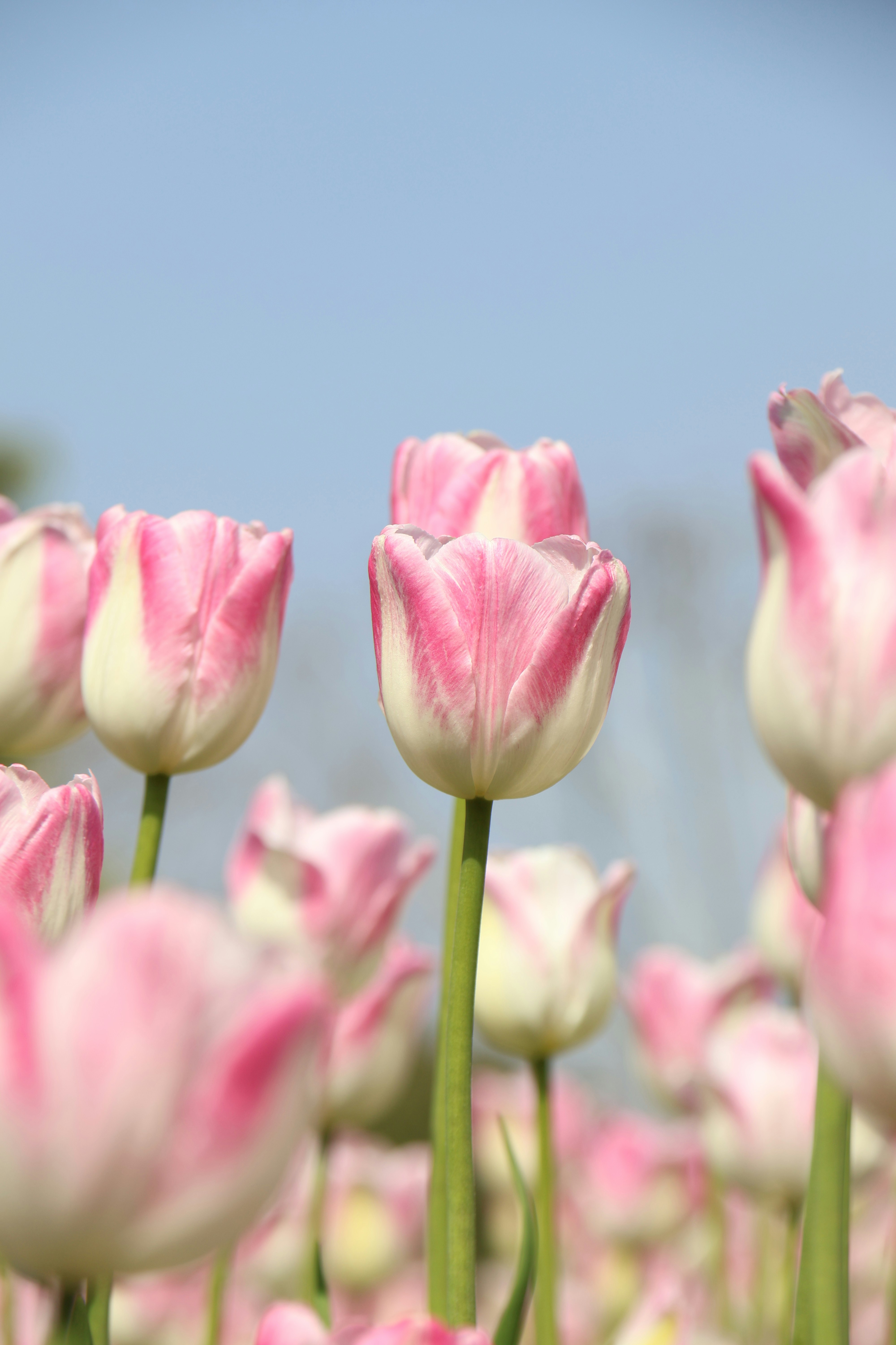 Photo by rollingplanet