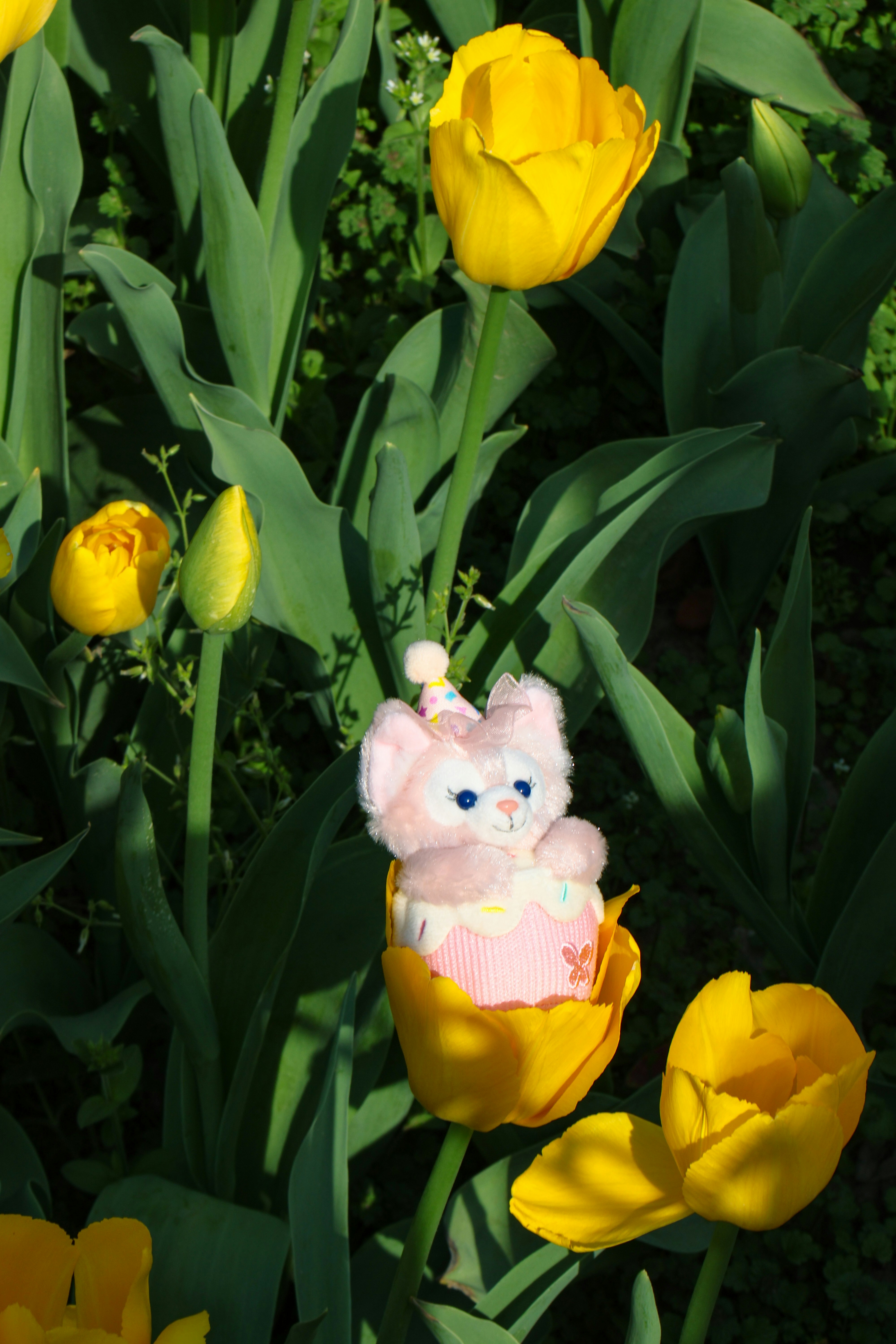 Photo by rollingplanet