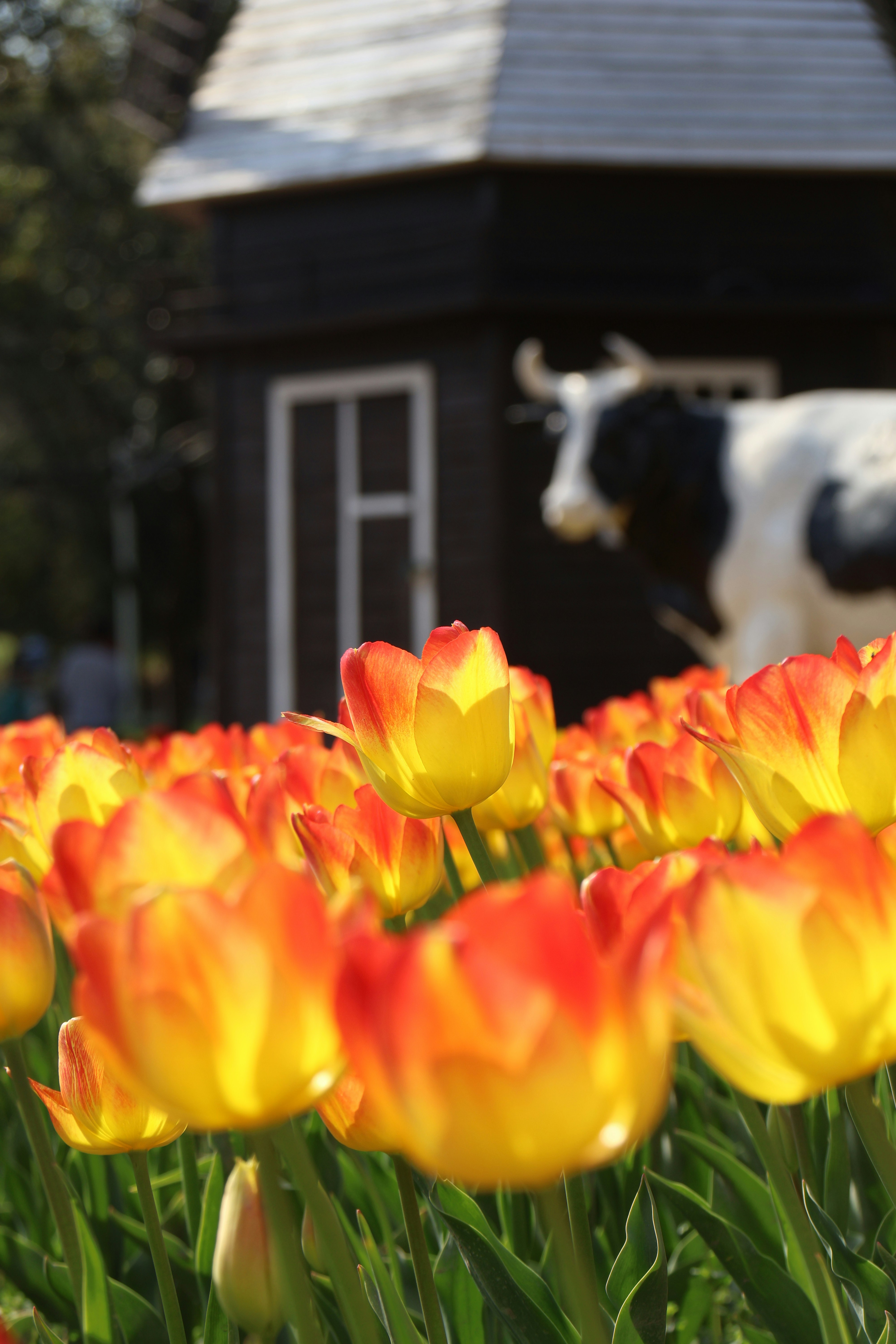 Yellow and orange tulips bloom in a garden.