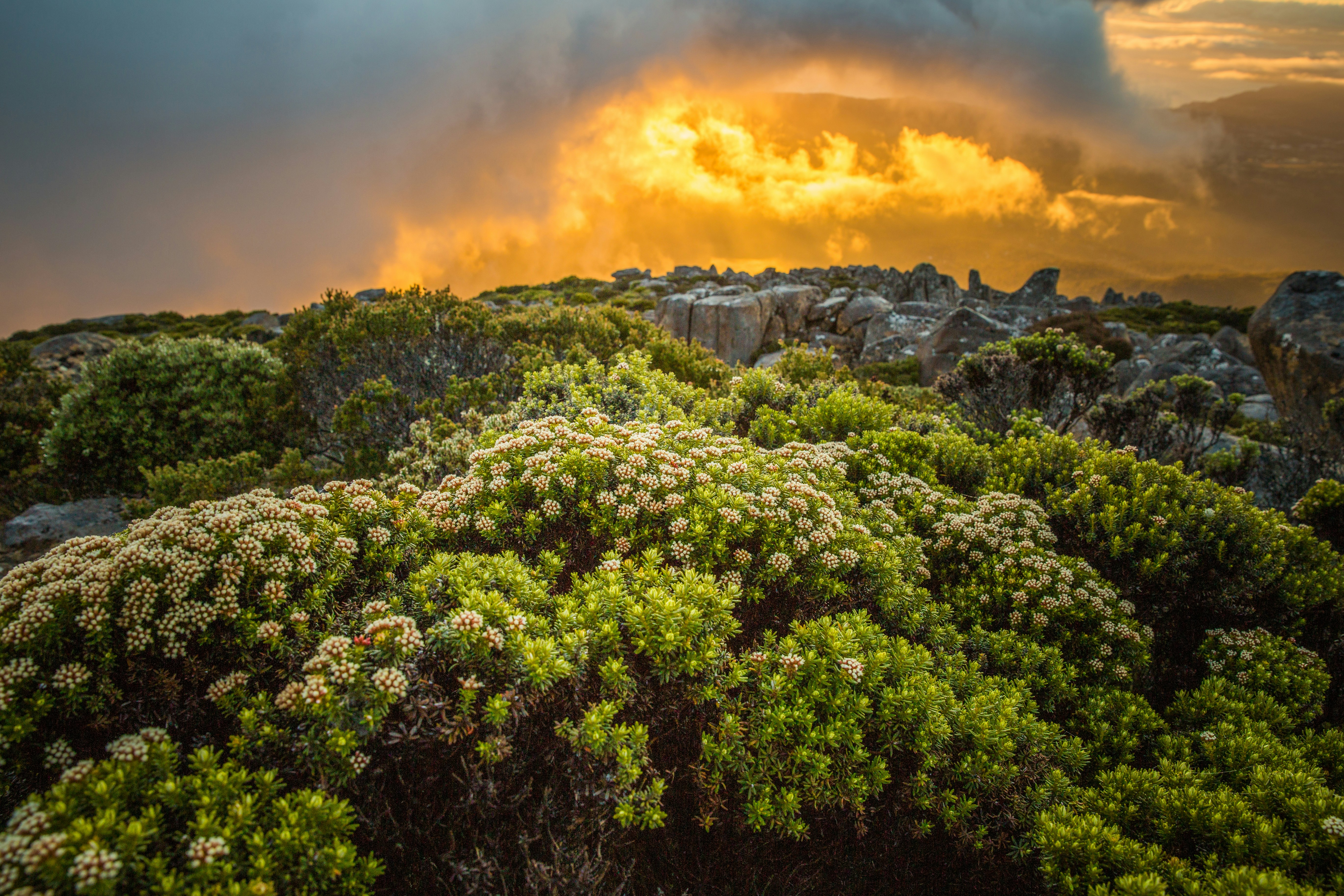 Overlooking flowers bathed in golden sunlight.