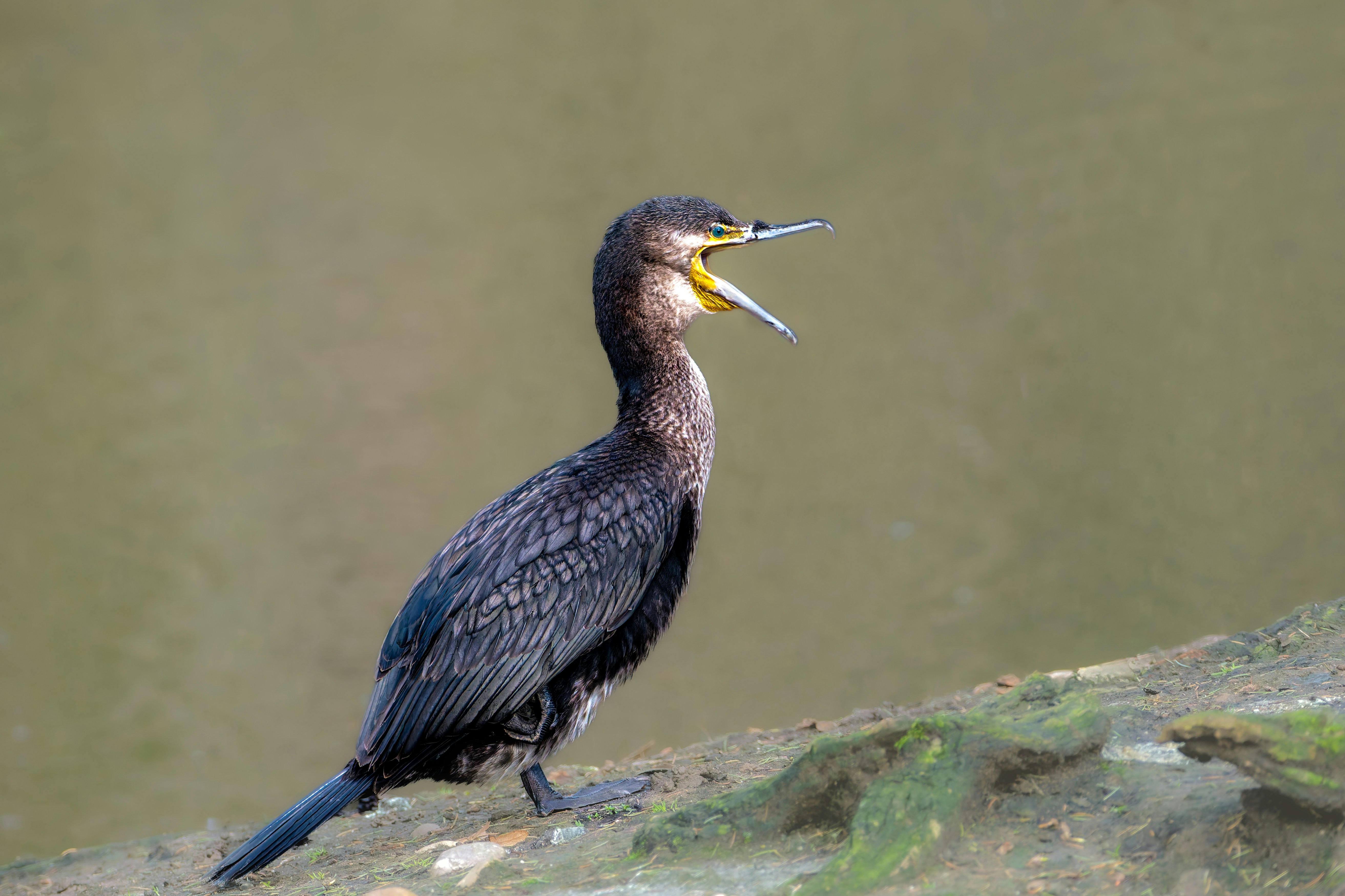 Photo by siegfriedpoepperl