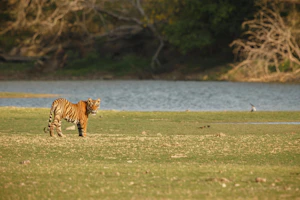 A tiger stands gracefully near a body of water.