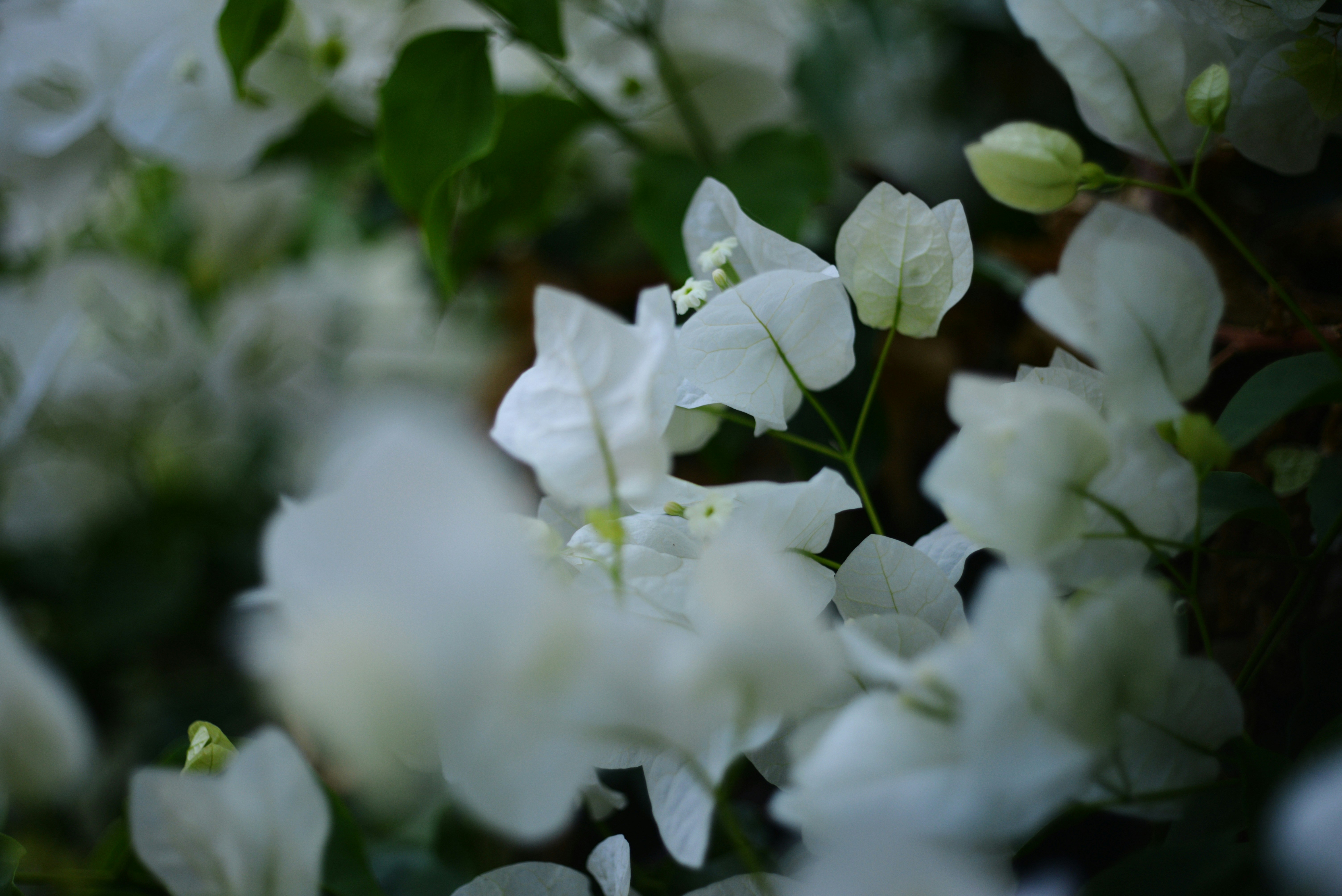 Photo by cherstve_pechivo