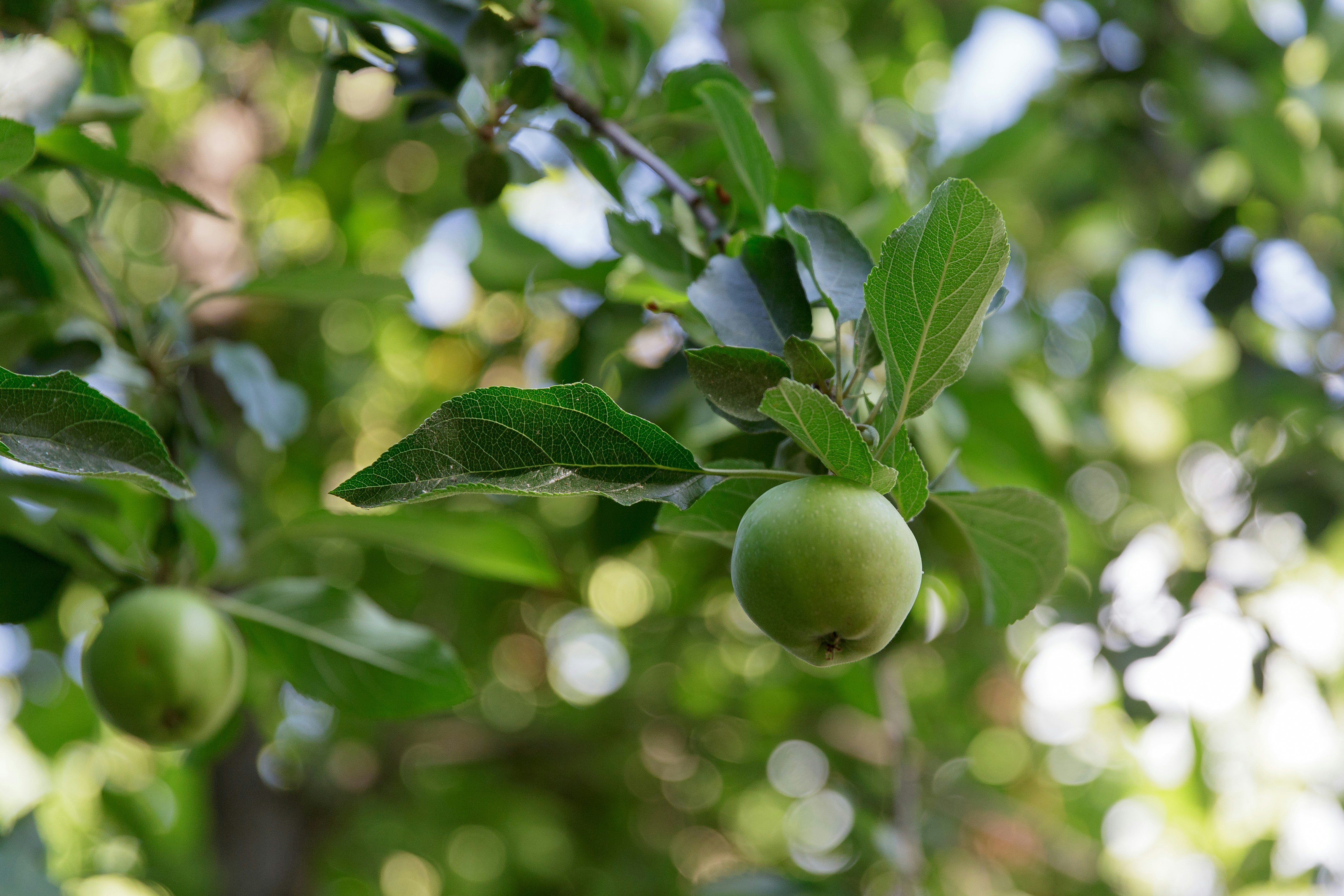 Photo by malygos6000