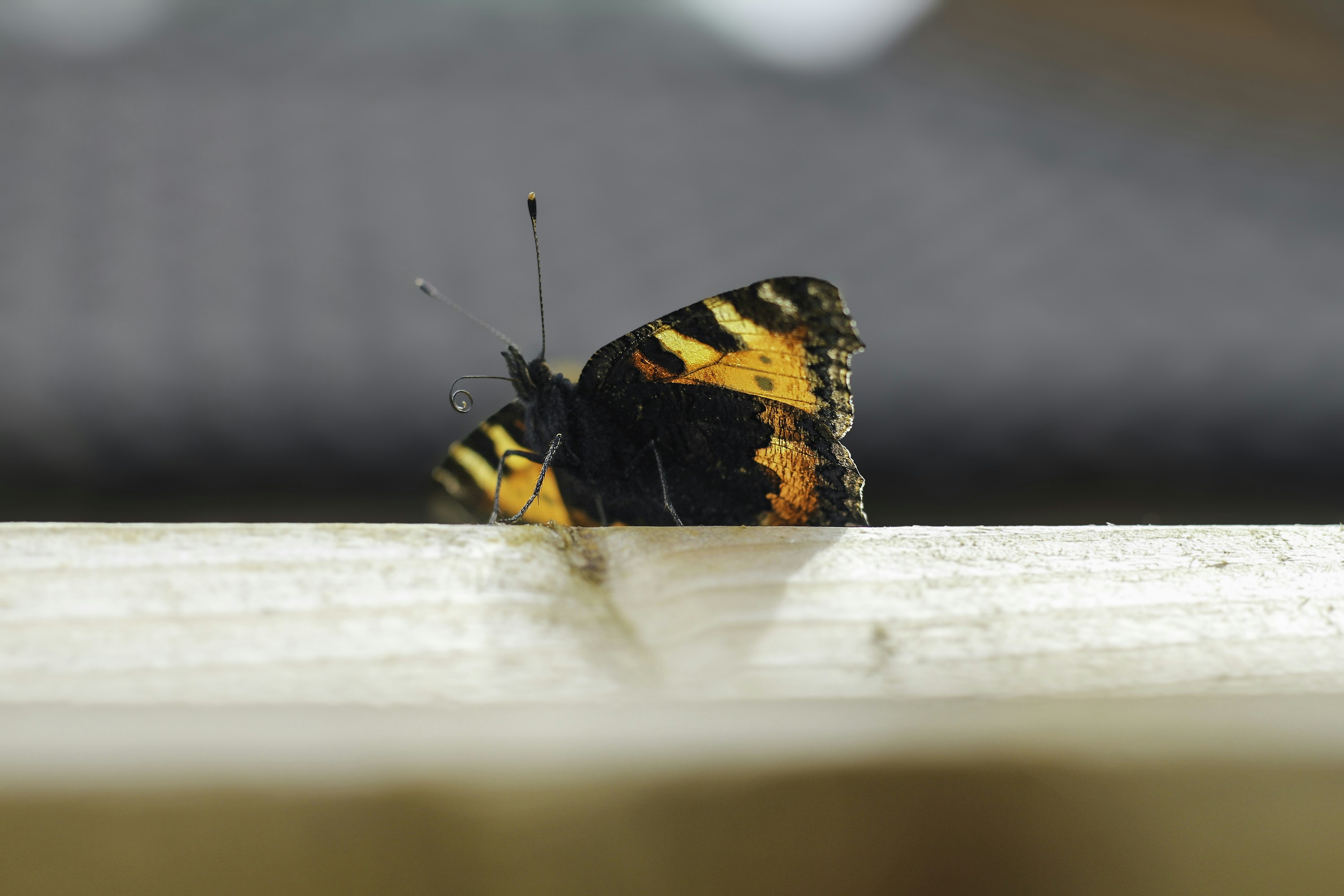Ein bunter Schmetterling sitzt auf Holz.