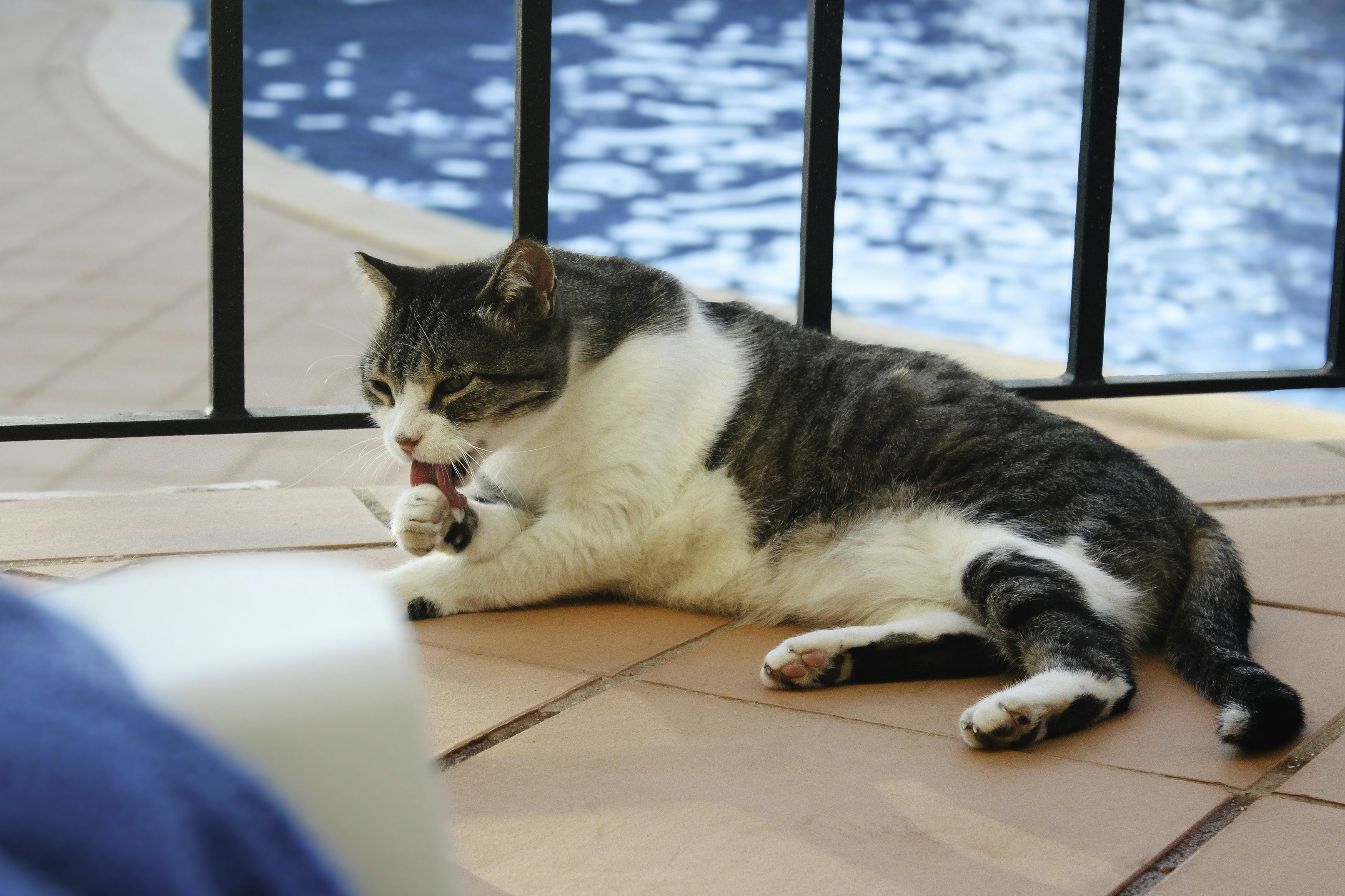 Die Katze leckt sich am Pool.