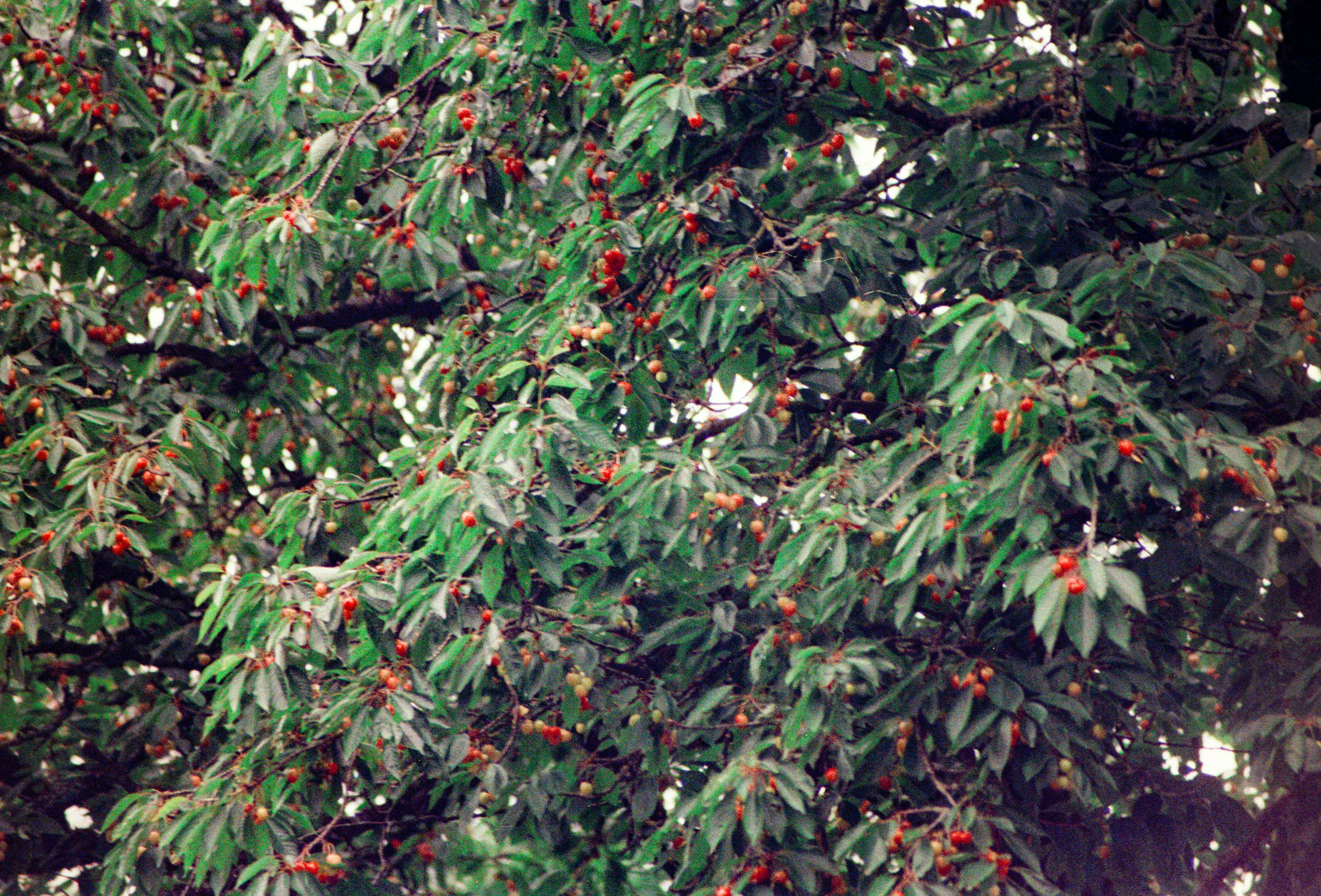 Photo by chrisvomradio