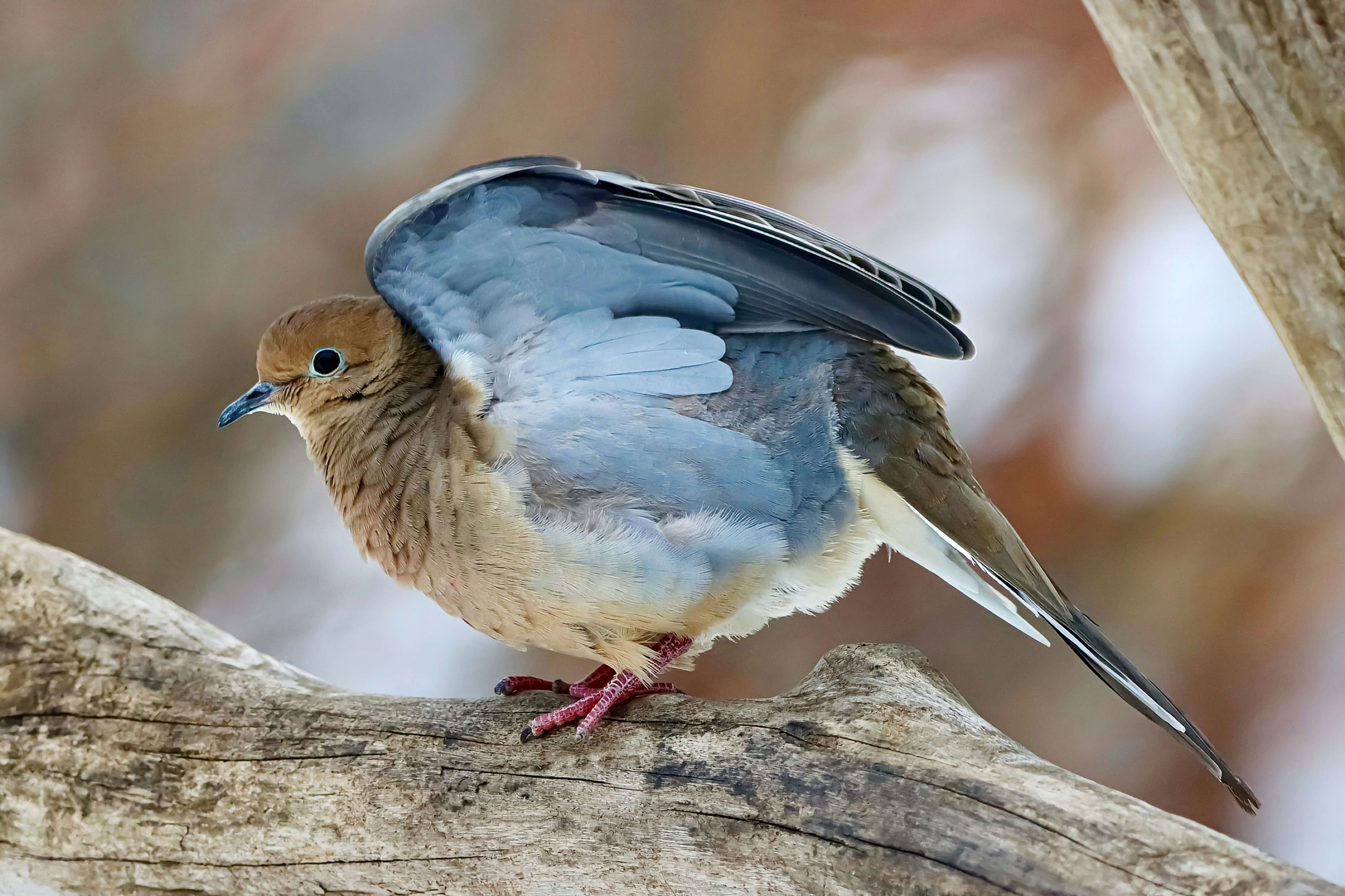 Photo by stephgibeaultart