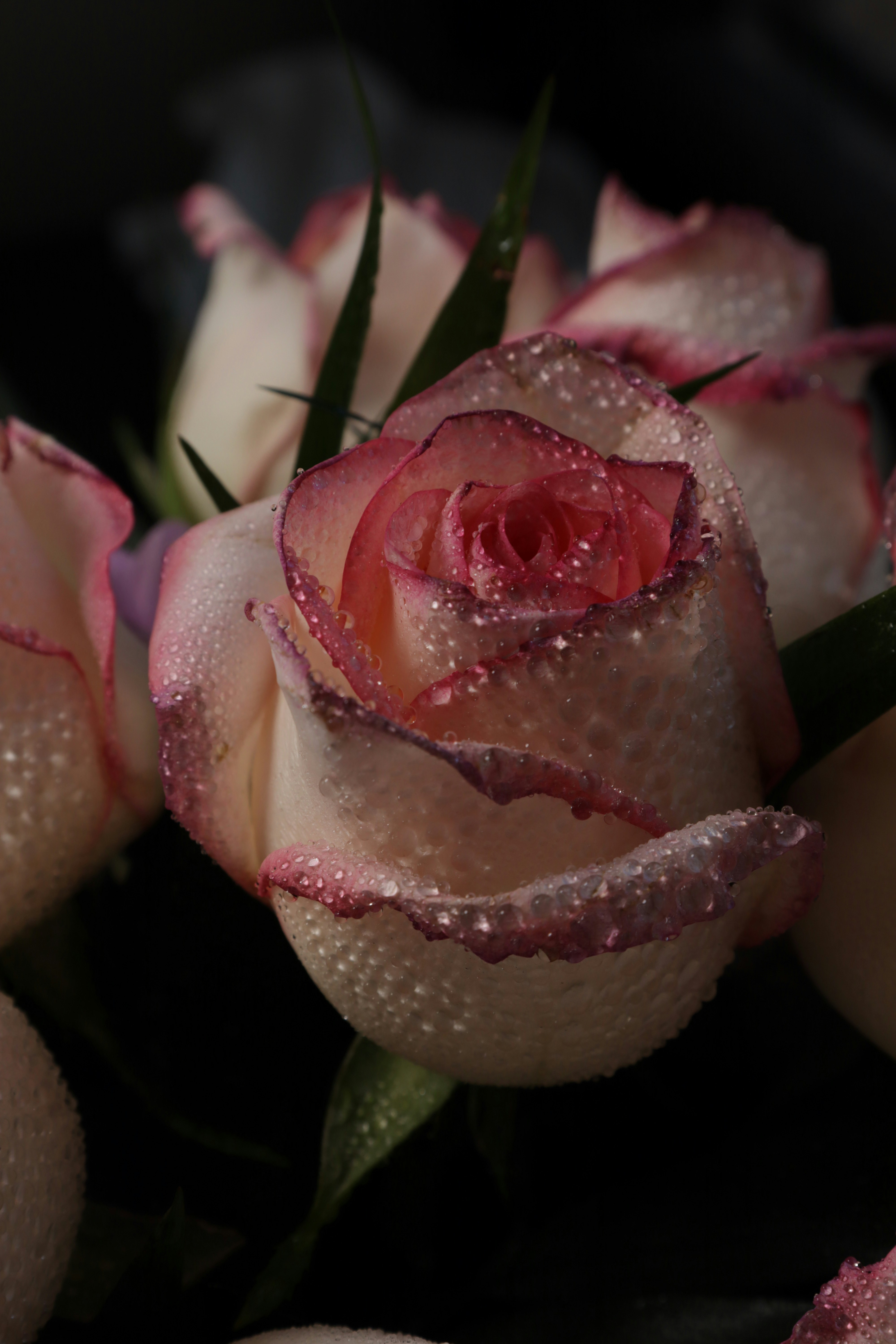 Photo by bored_mongoose