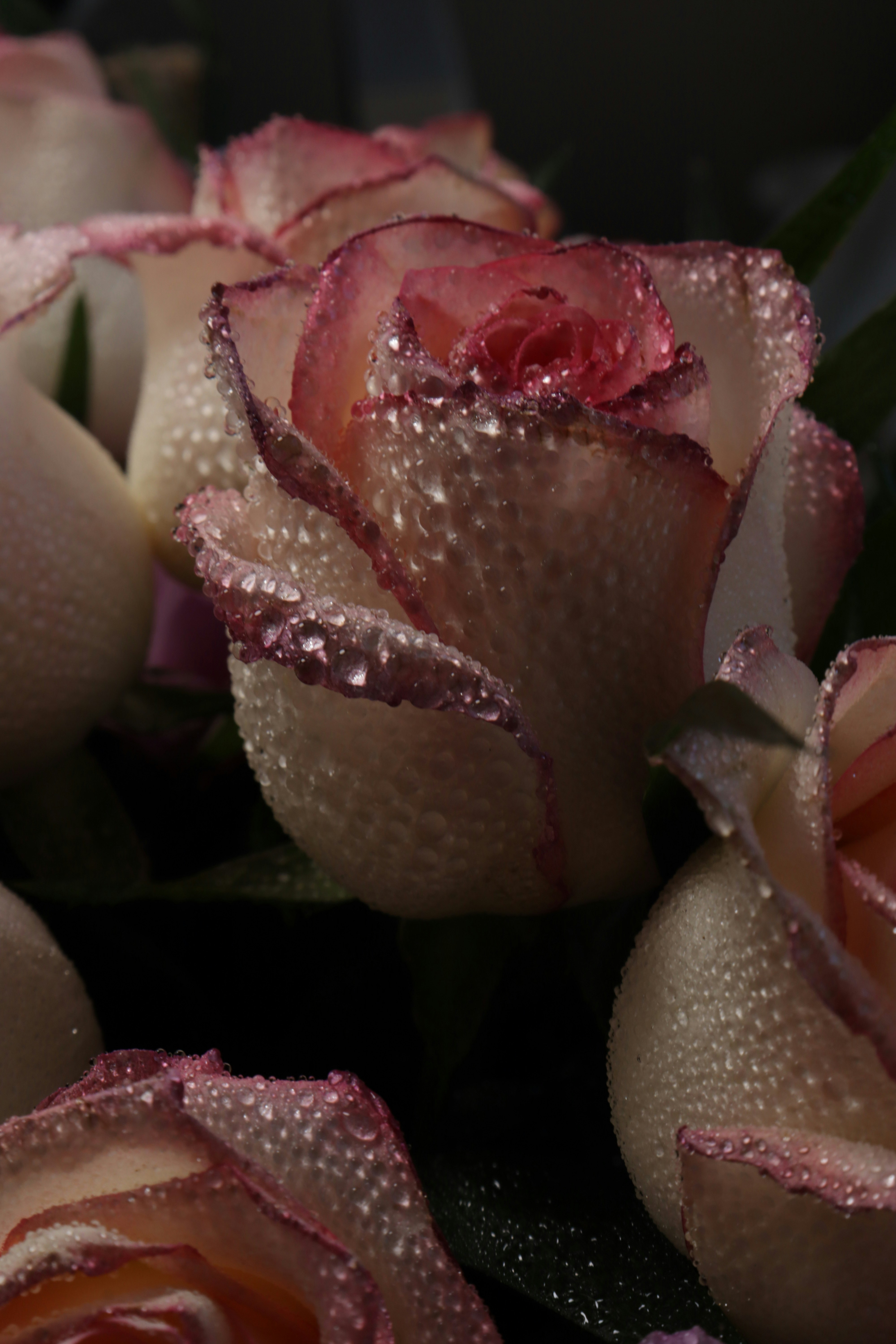 Photo by bored_mongoose