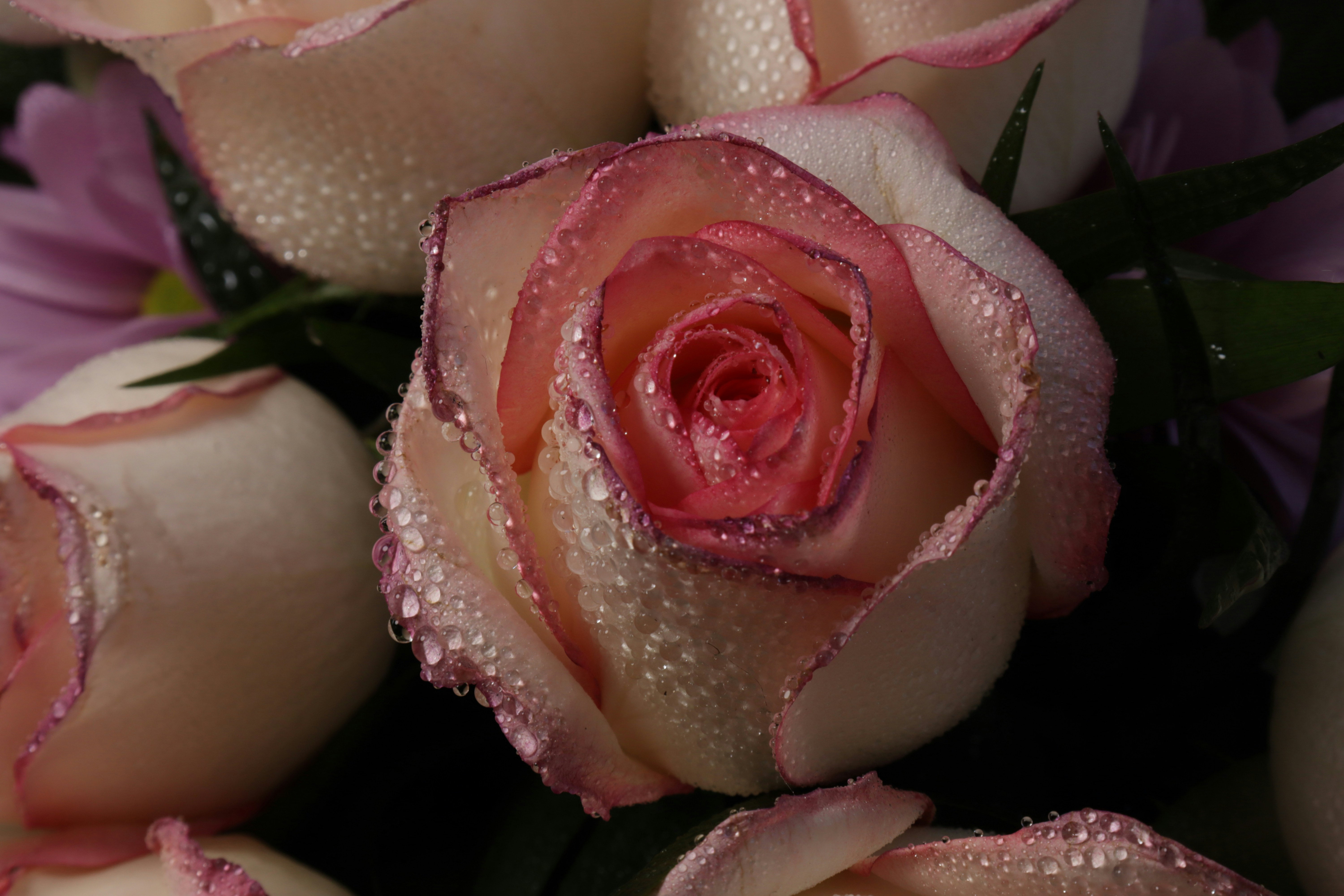 Photo by bored_mongoose