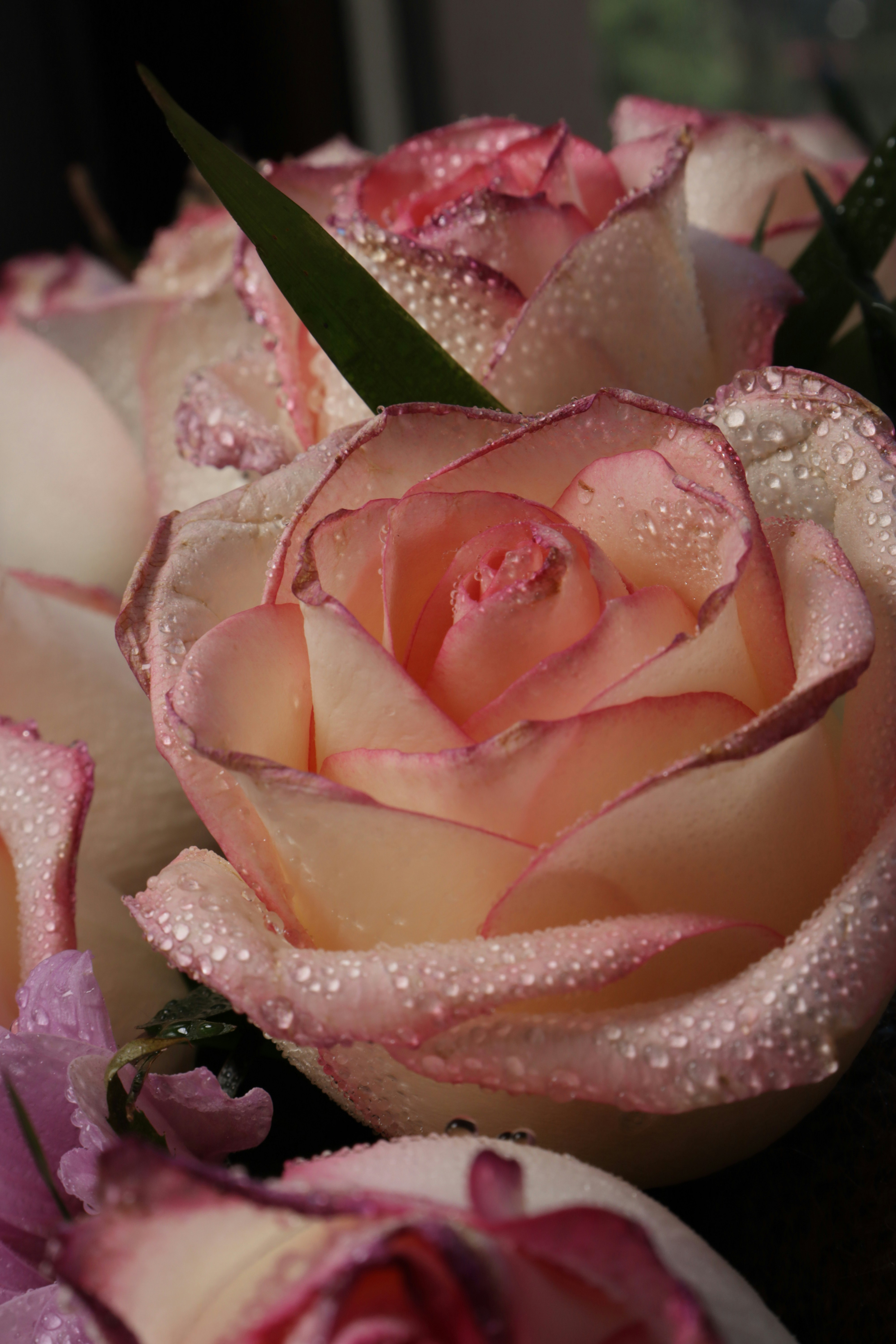 Photo by bored_mongoose