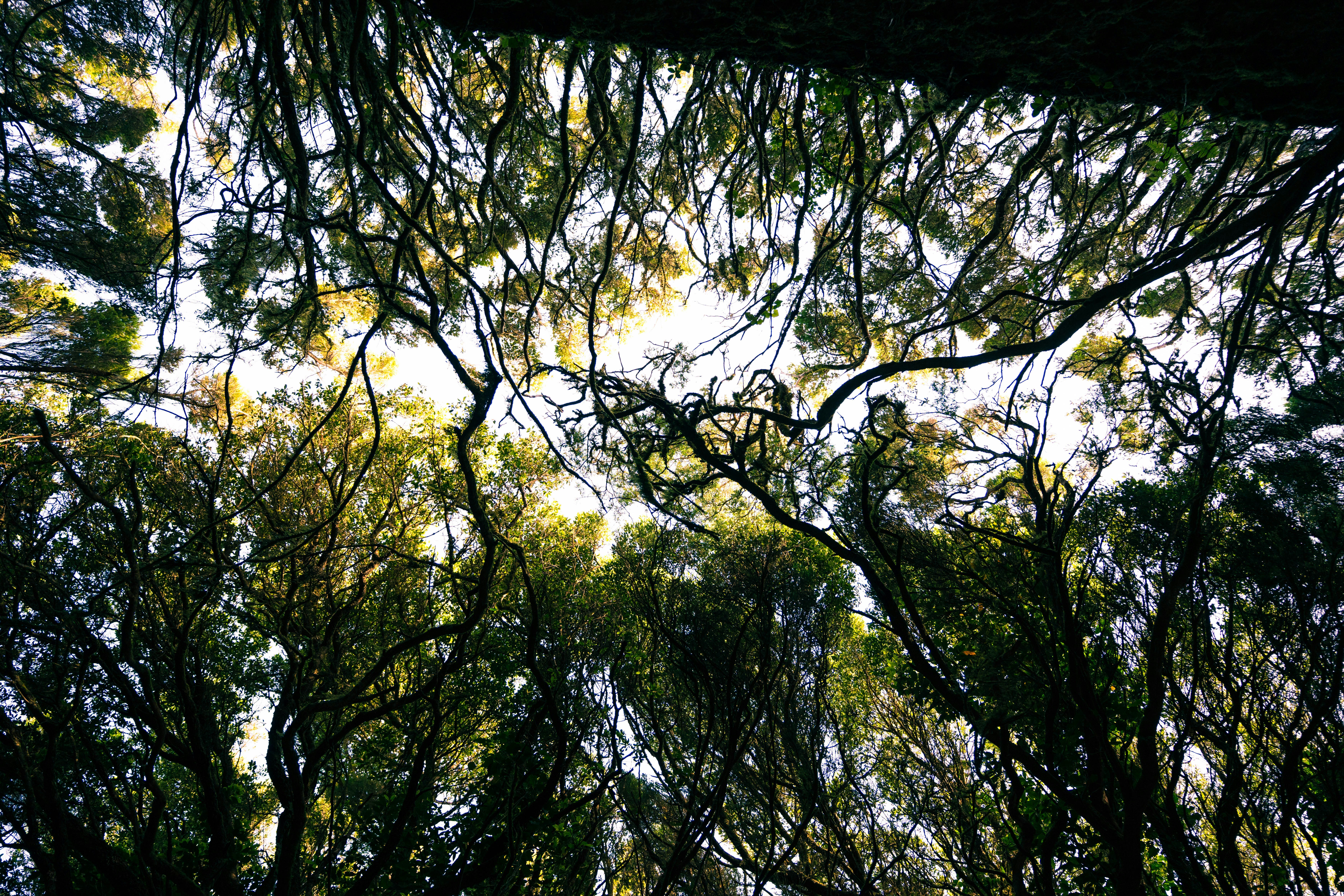 Photo by jonasdegener