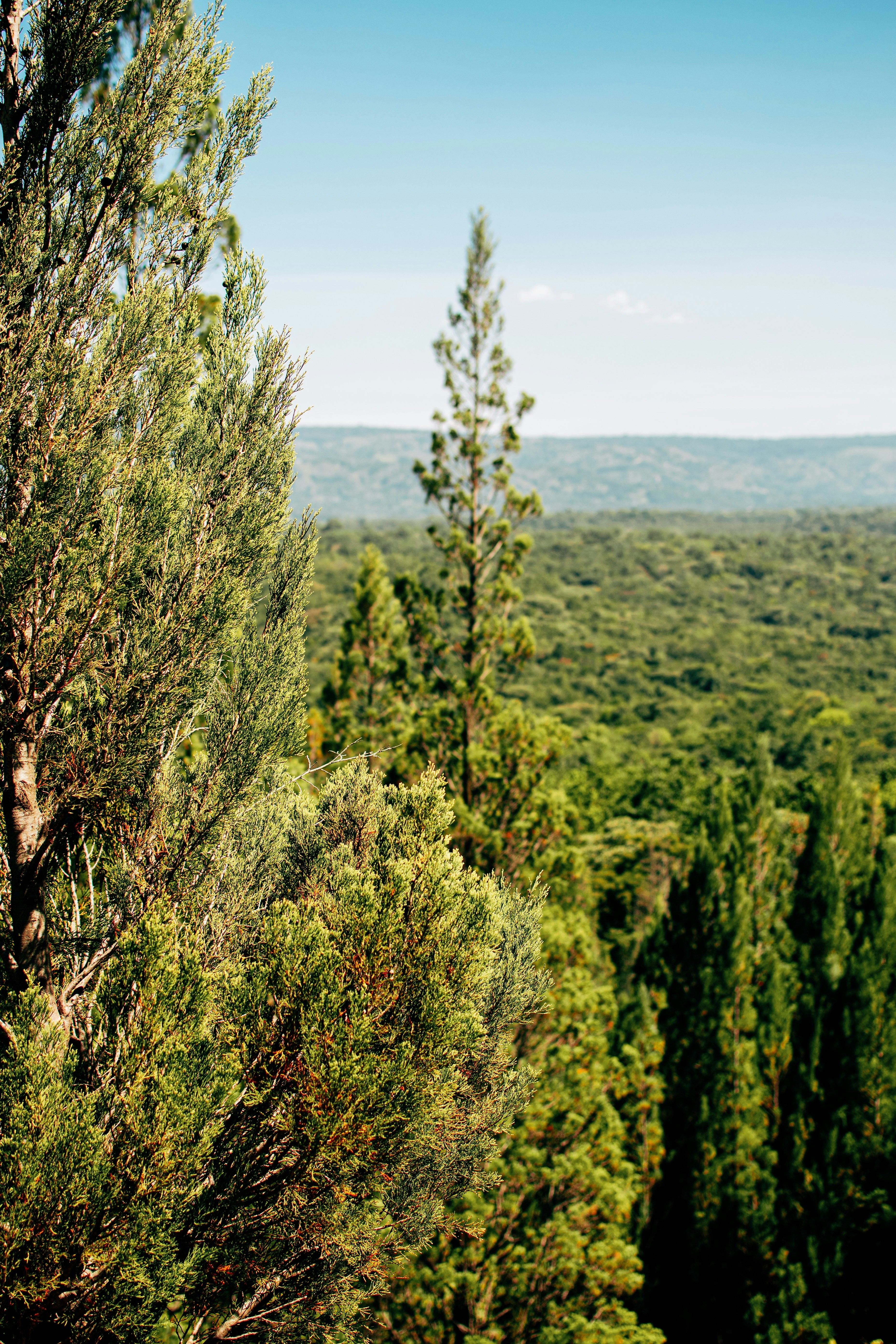 The Vanishing Green Corridors of Africa (image credits: unsplash)