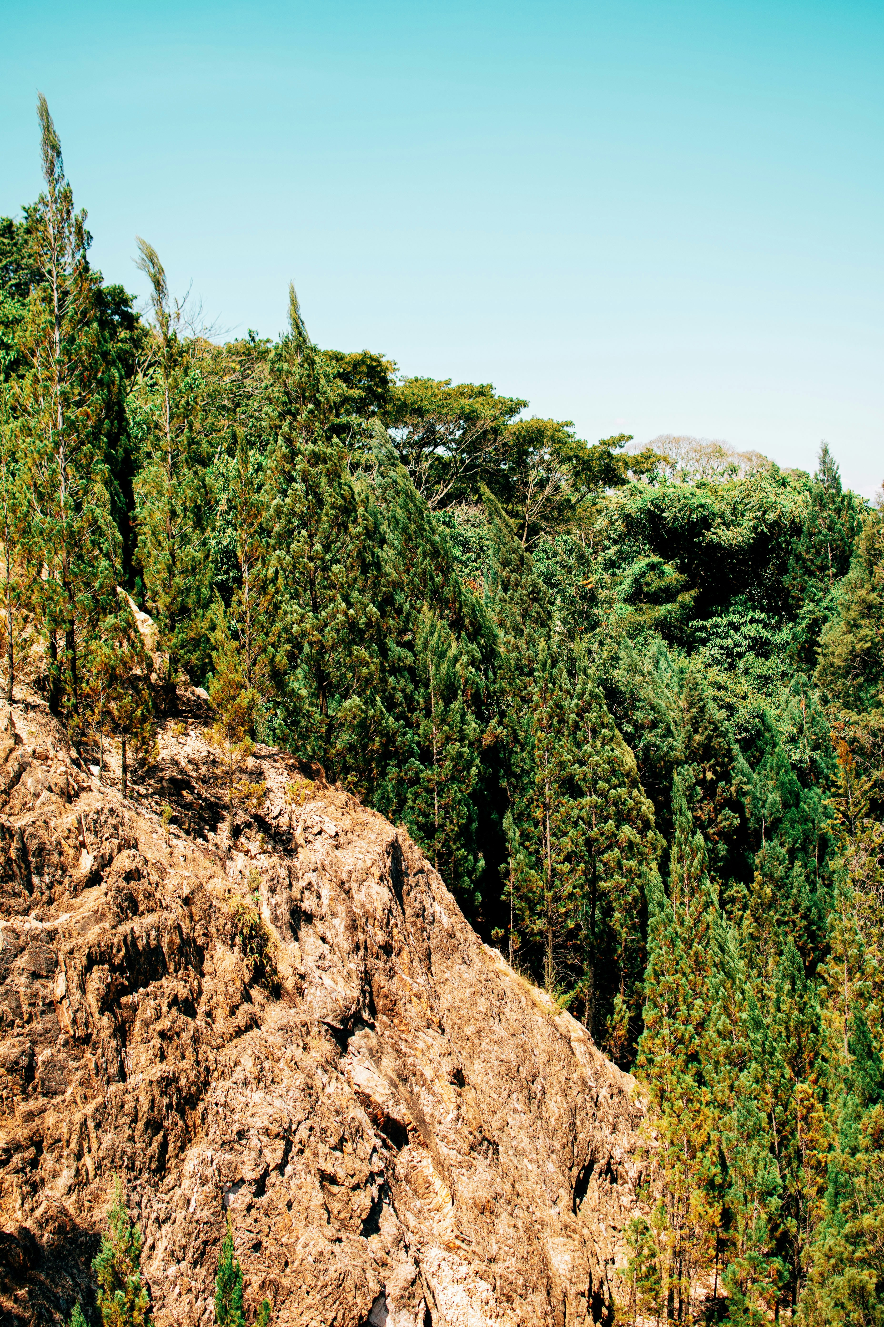 Of the side of a cliff at Kakamega Forest.