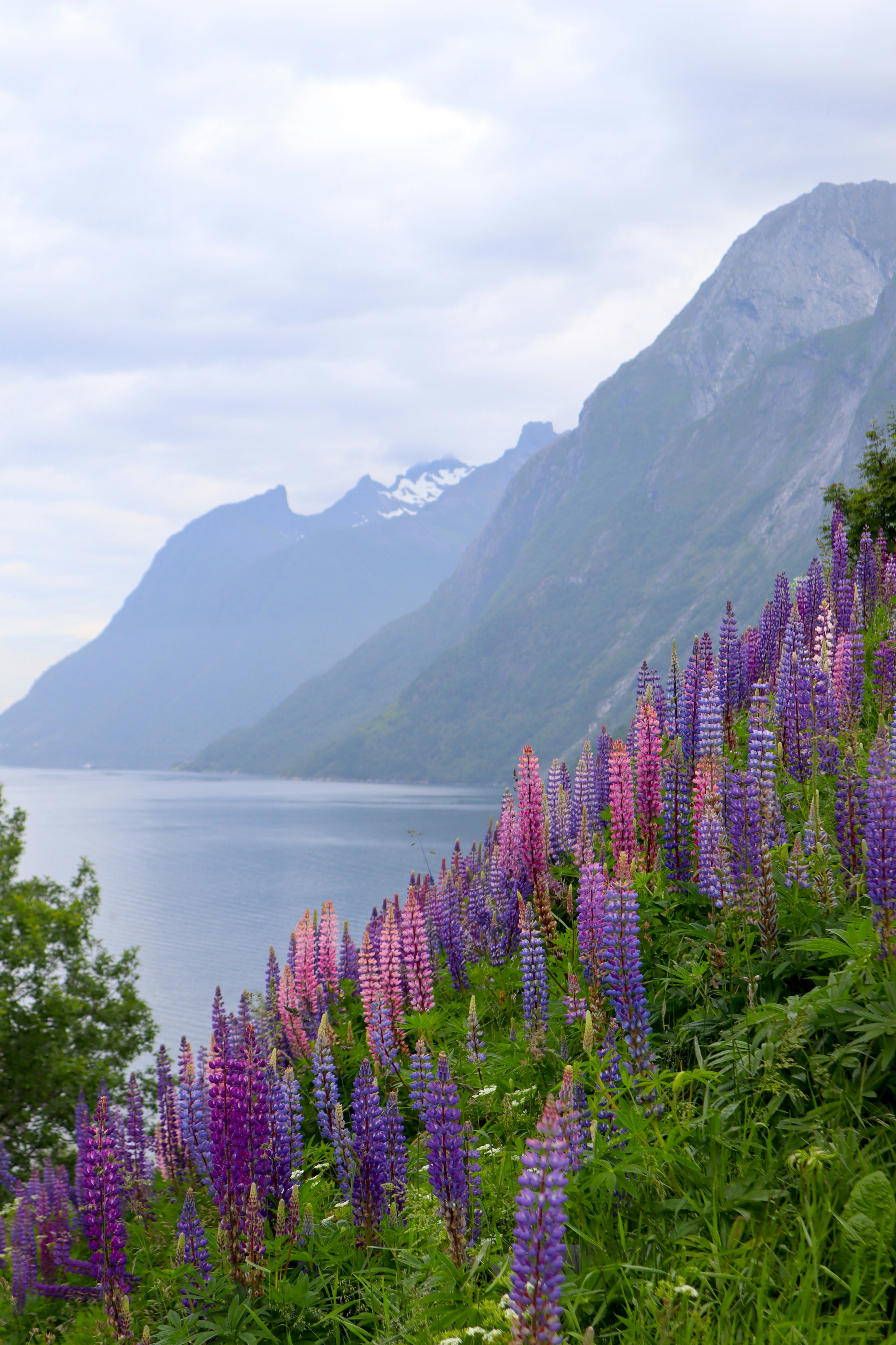 Las flores de altramuz florecen cerca de un pintoresco lago de montaña.