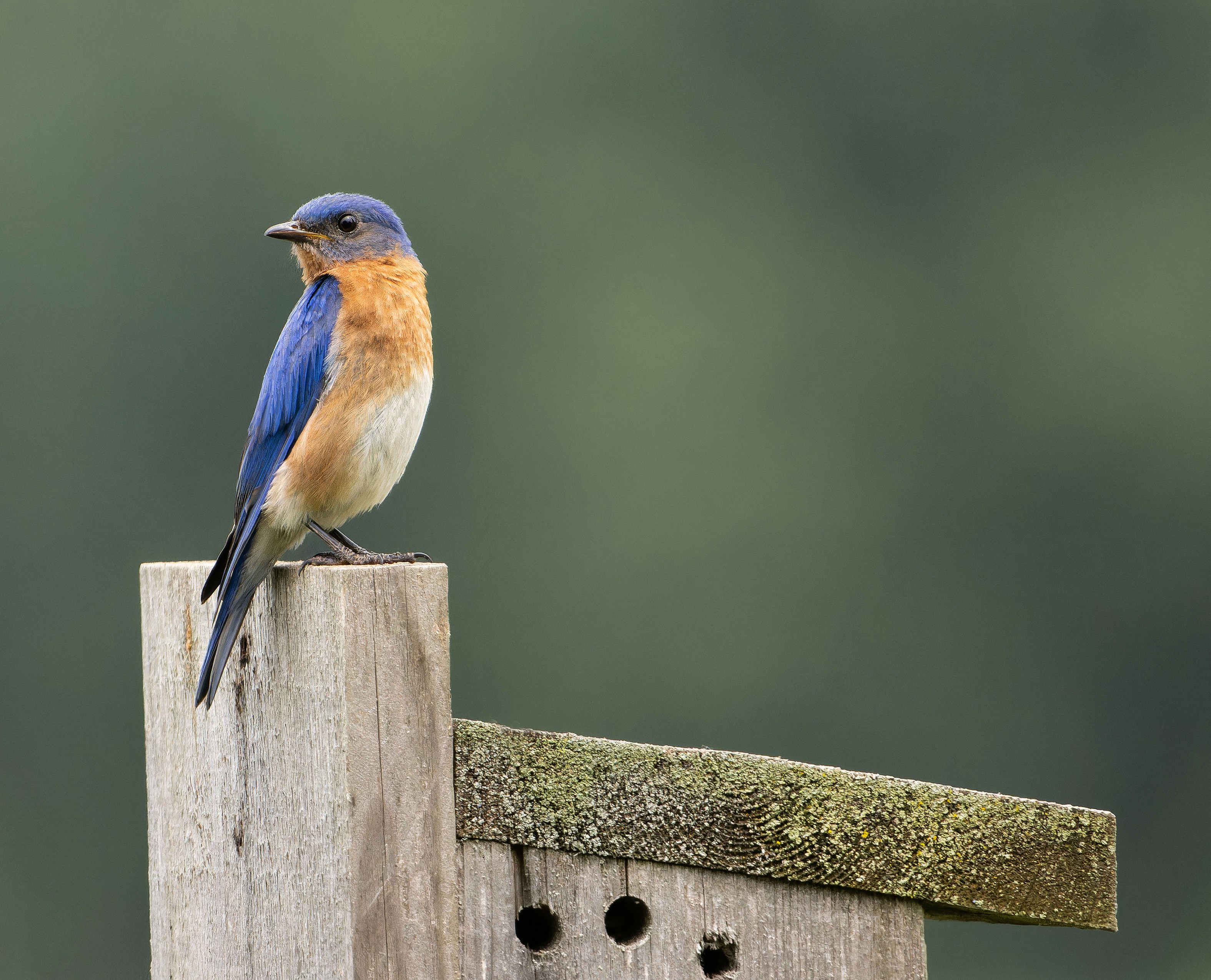 Photo by stephgibeaultart