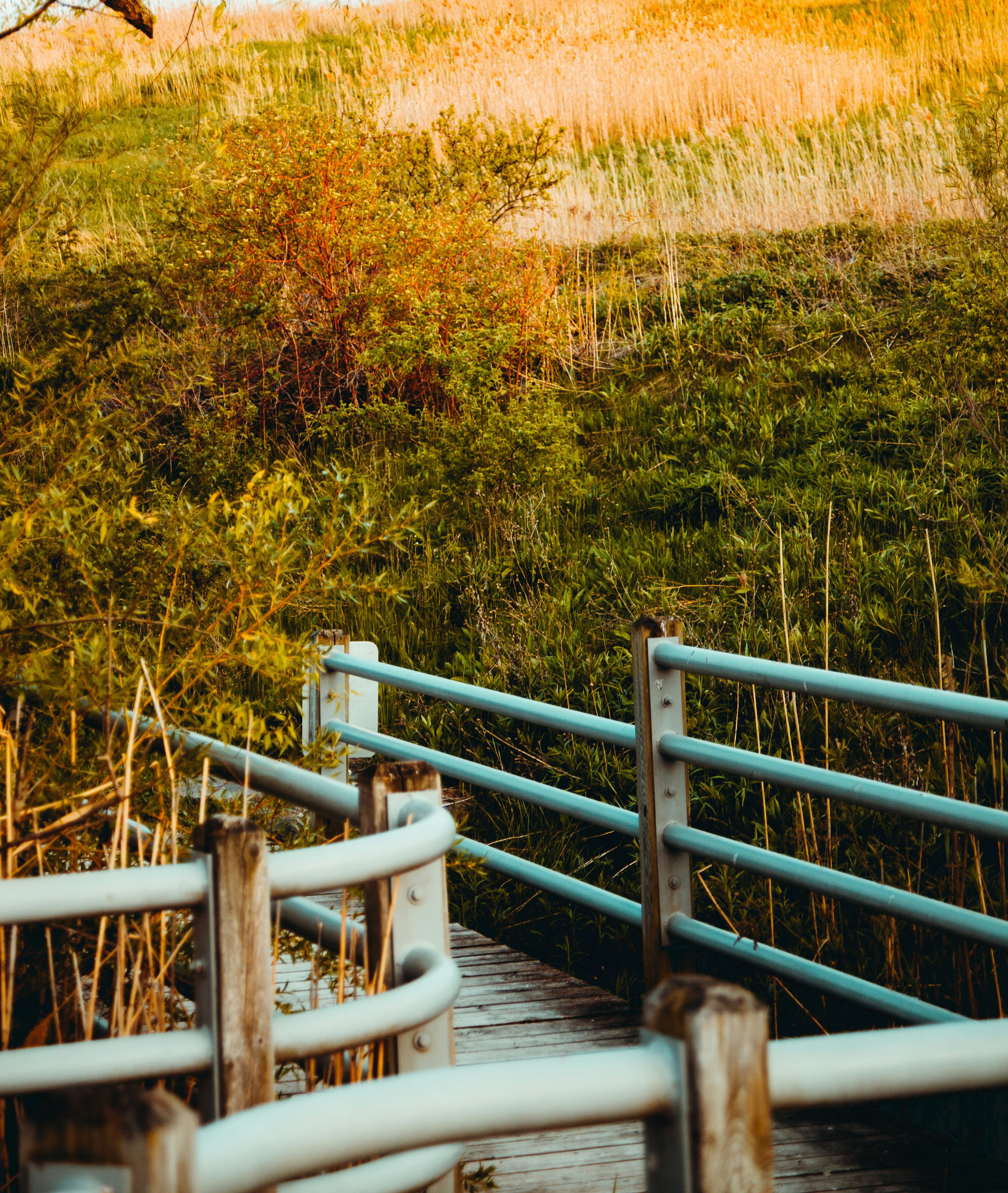 A wooden path winds through a natural landscape.