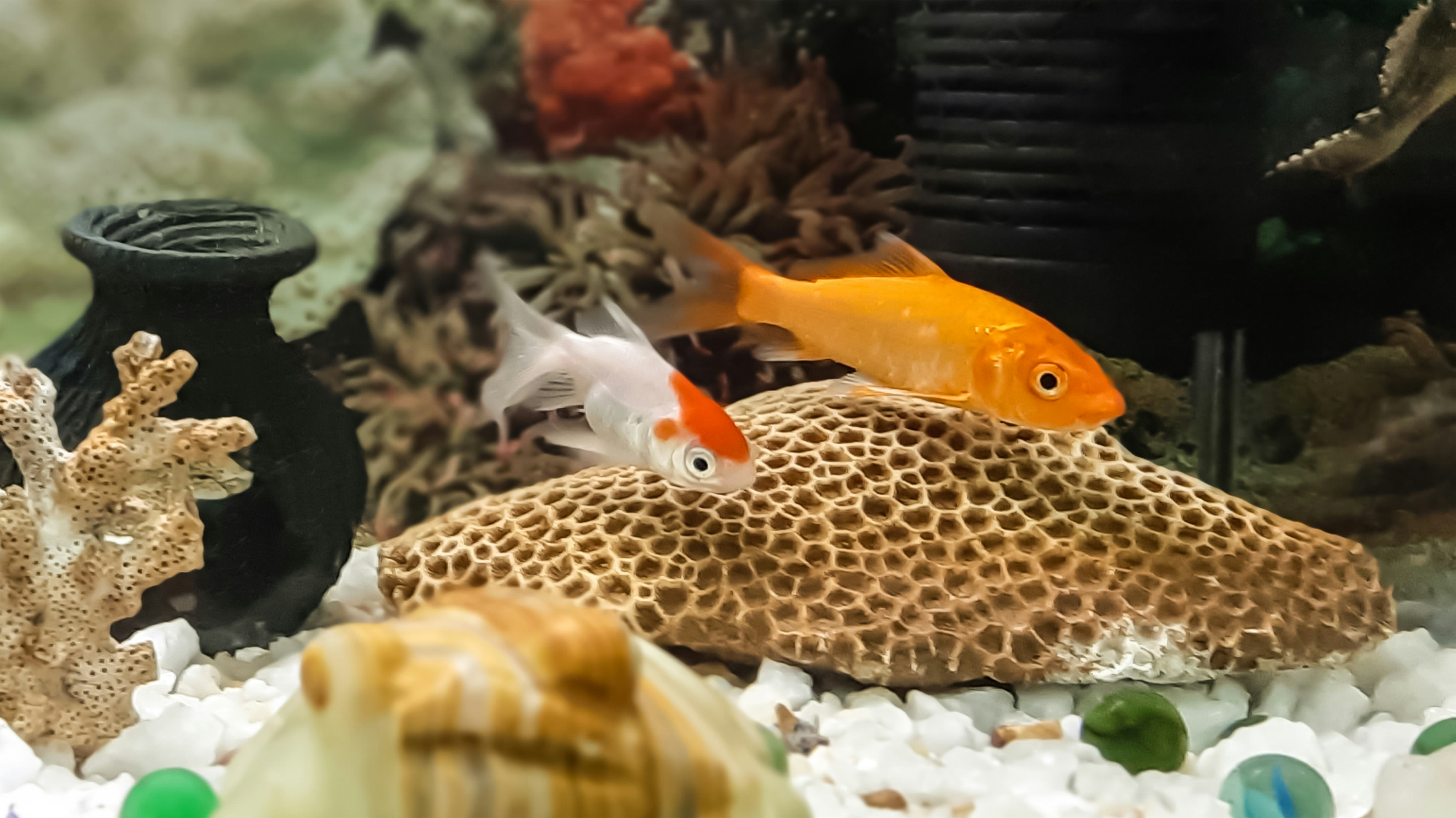 How to Clean Gravel in Aquariums Complete Guide