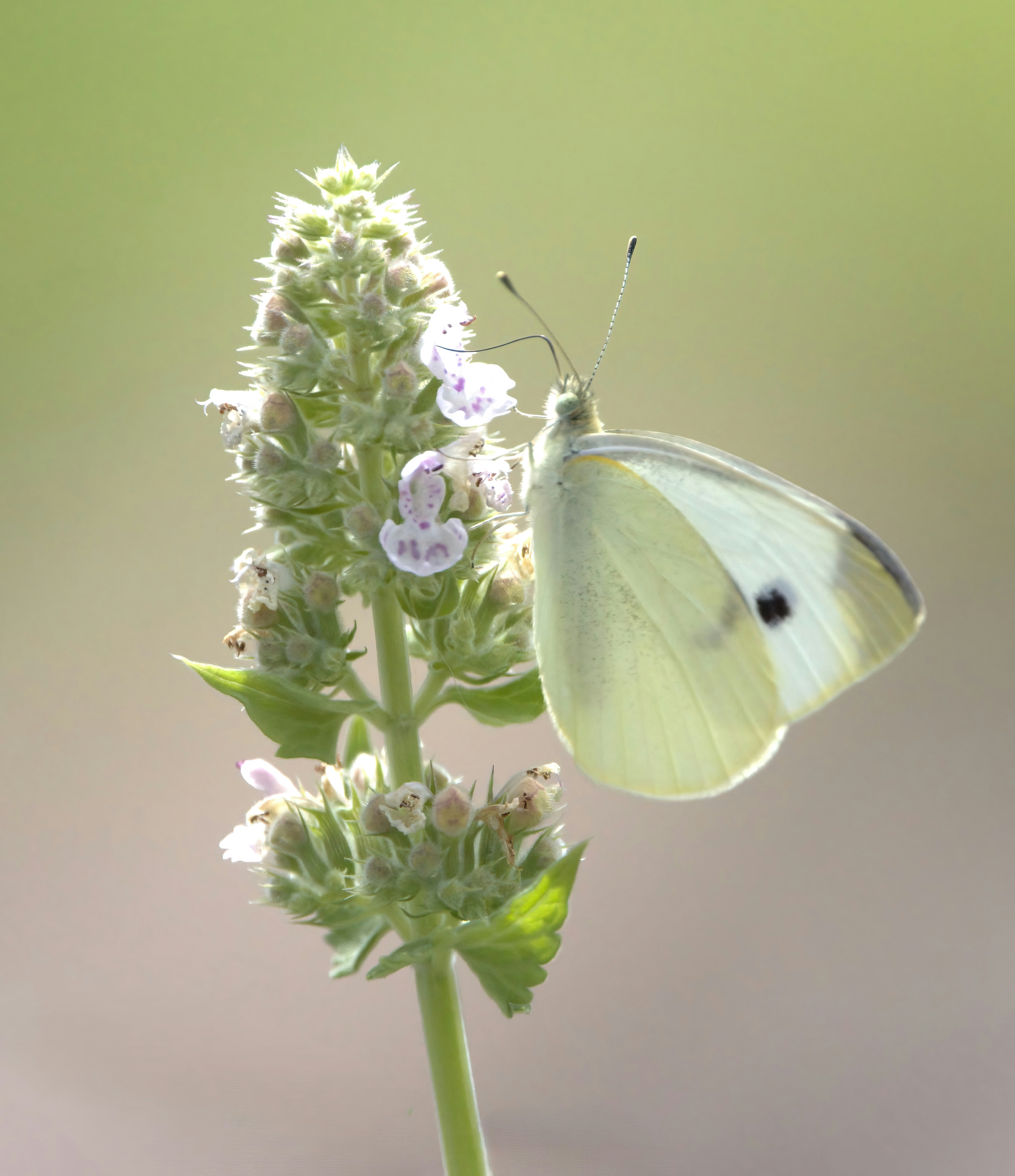 Photo by stephgibeaultart