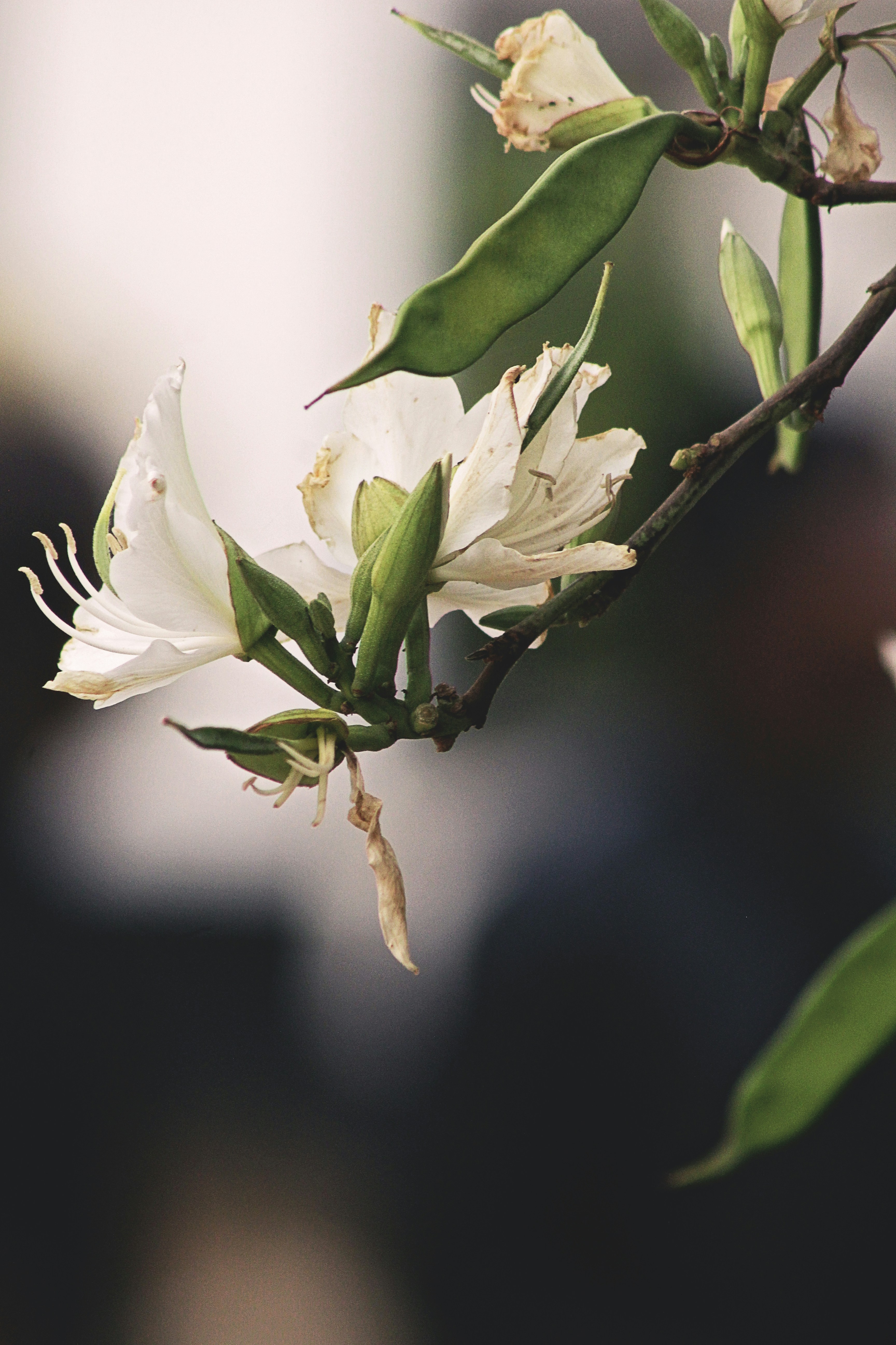 Photo by proudlyswazi