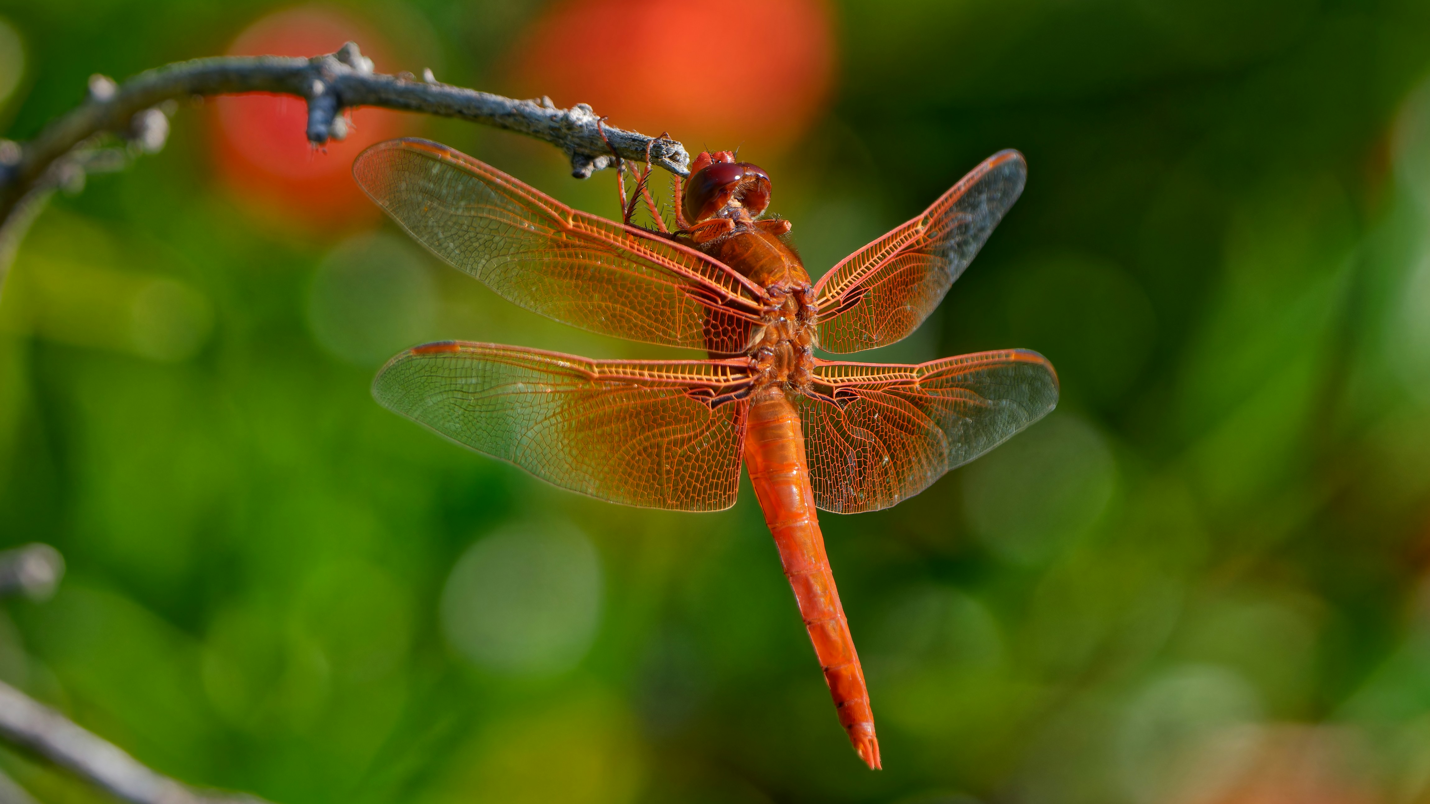 Photo by patrickbigelow_zoom_in