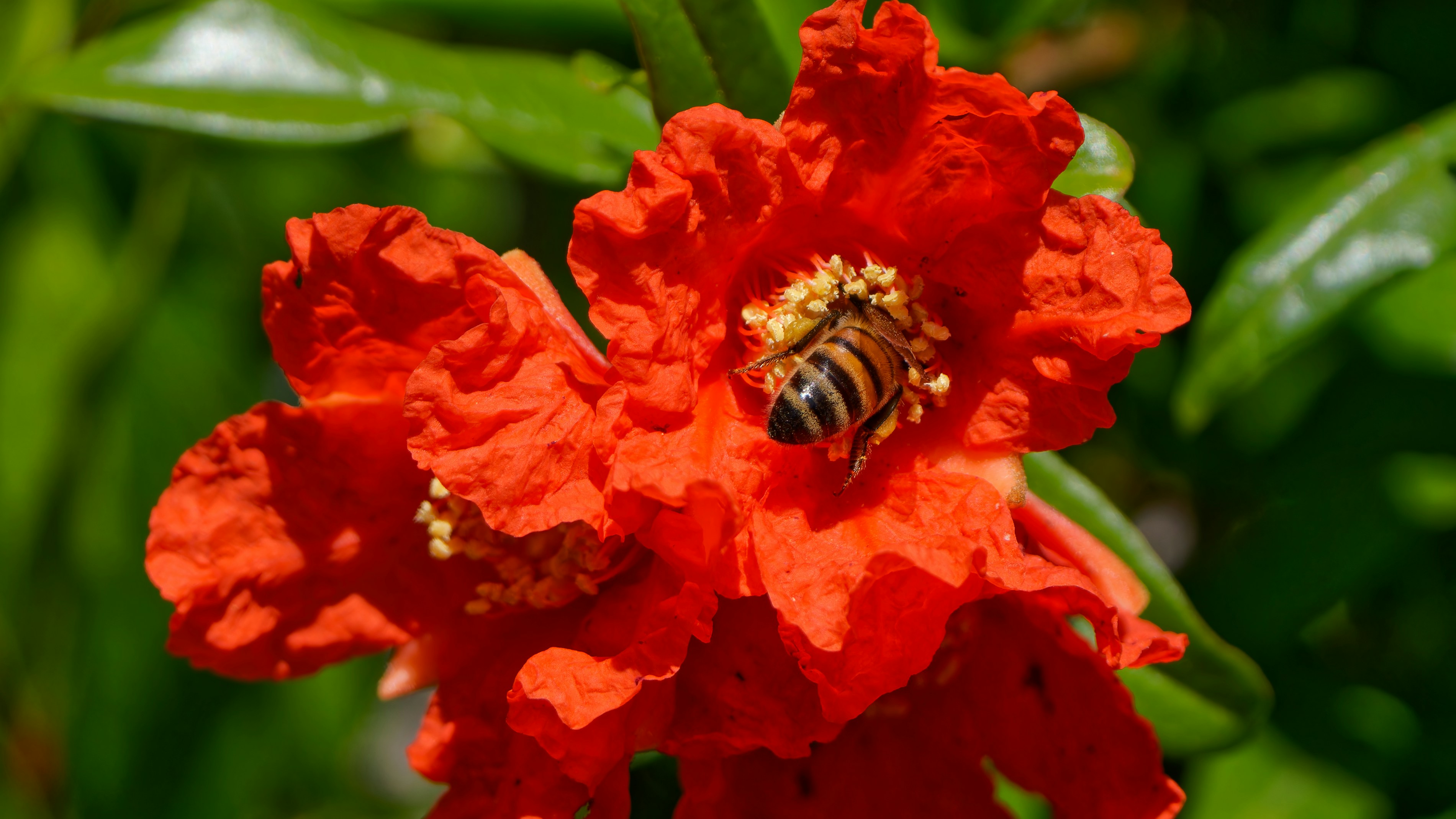 Bee gathers nectar from a red flower