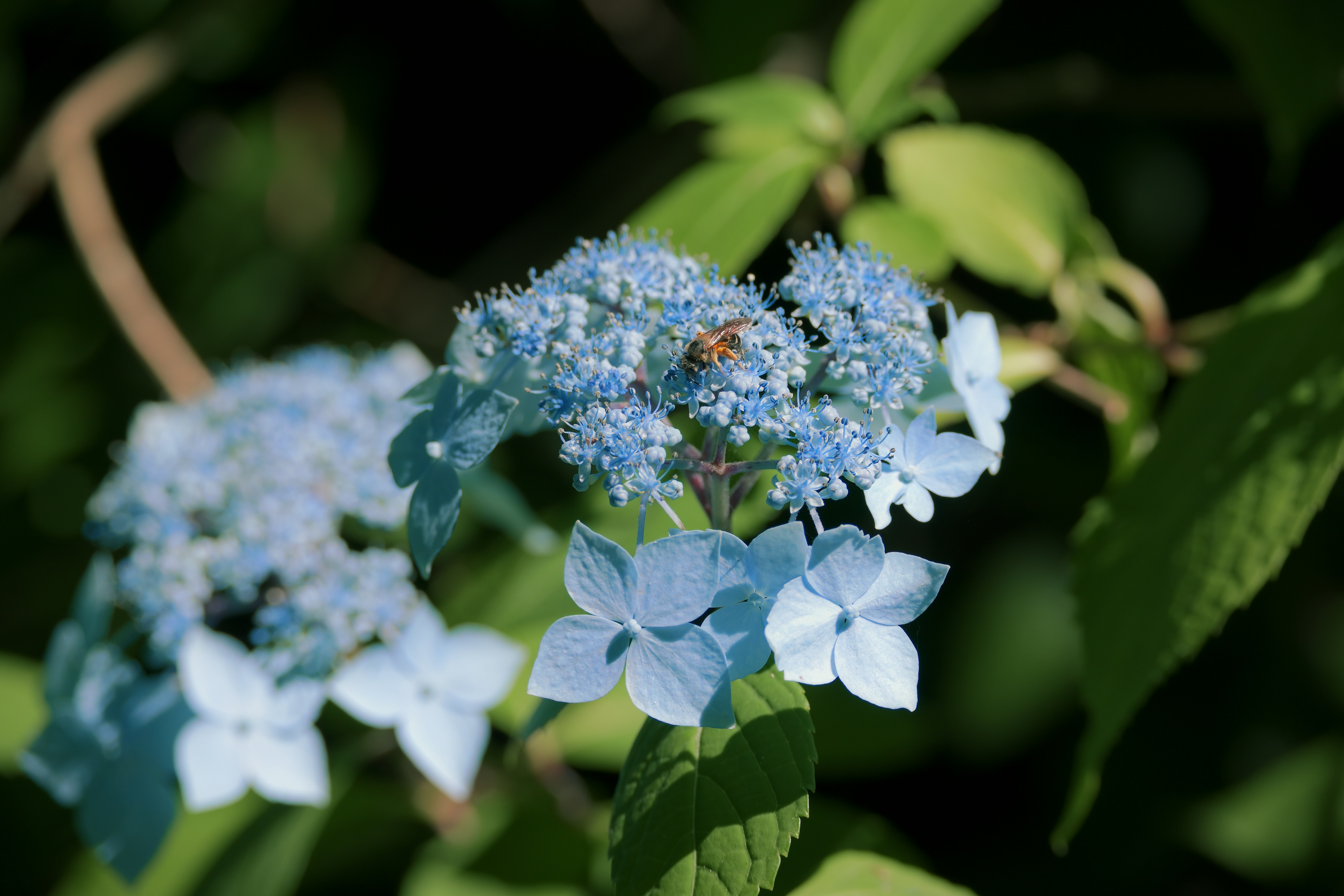 Photo by fleeting_glow