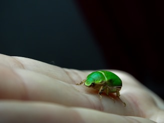 A green beetle is perched on a hand.