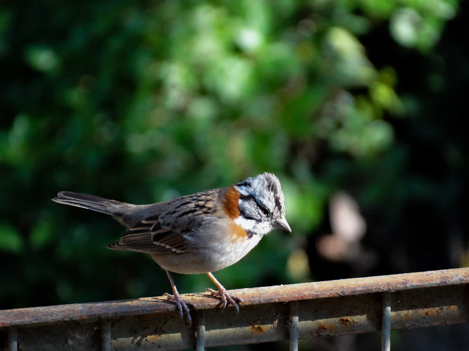 Small bird perched on metal railing, facing right, with brown and gray feathers prominently displayed