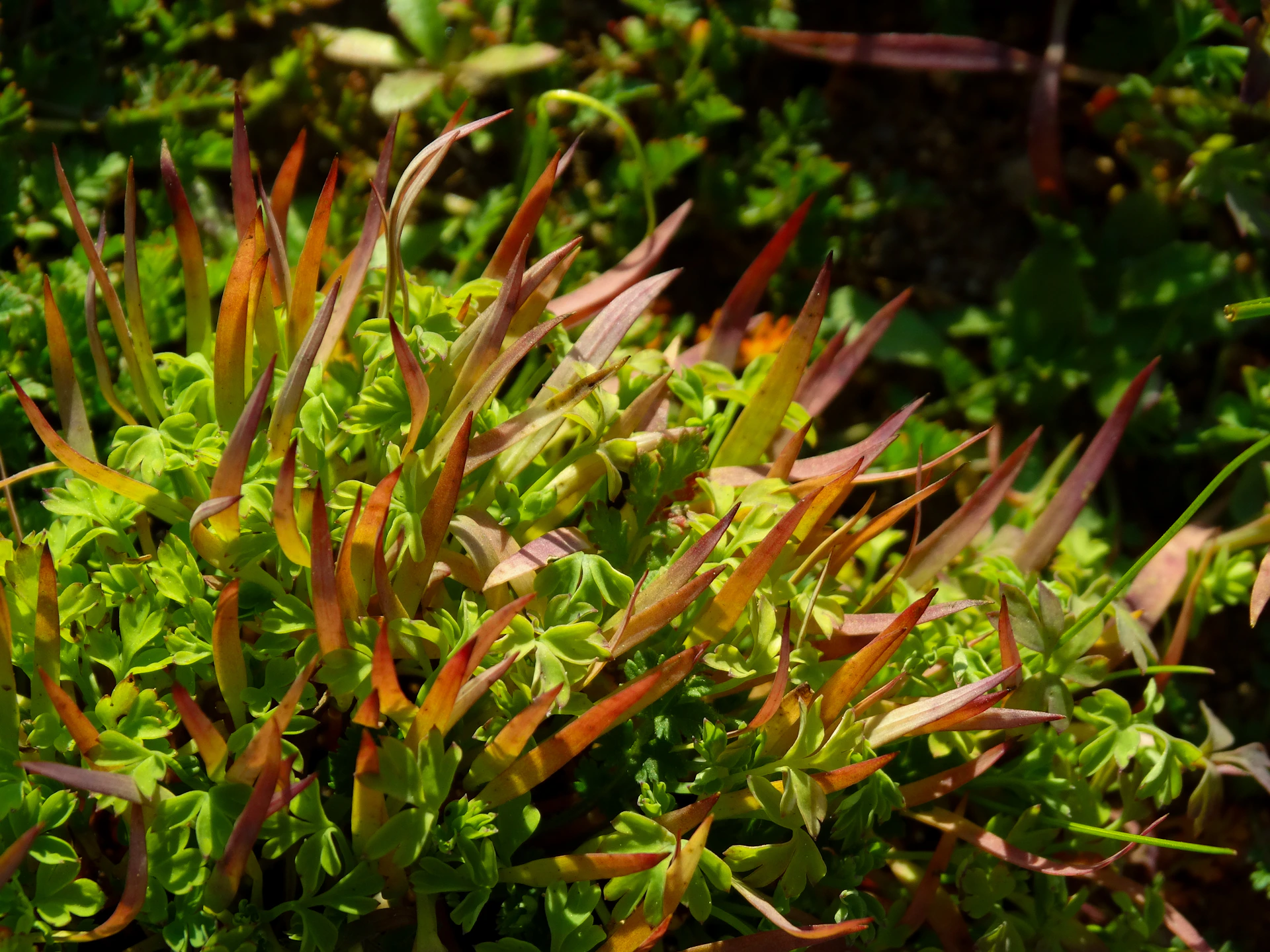Vibrant plant with colorful spiky leaves.