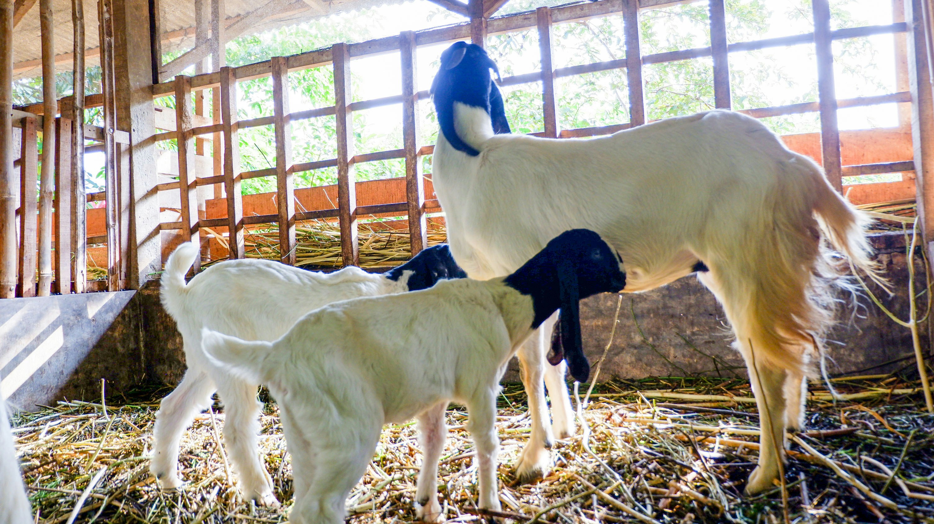 Goats and their kids are in a barn.