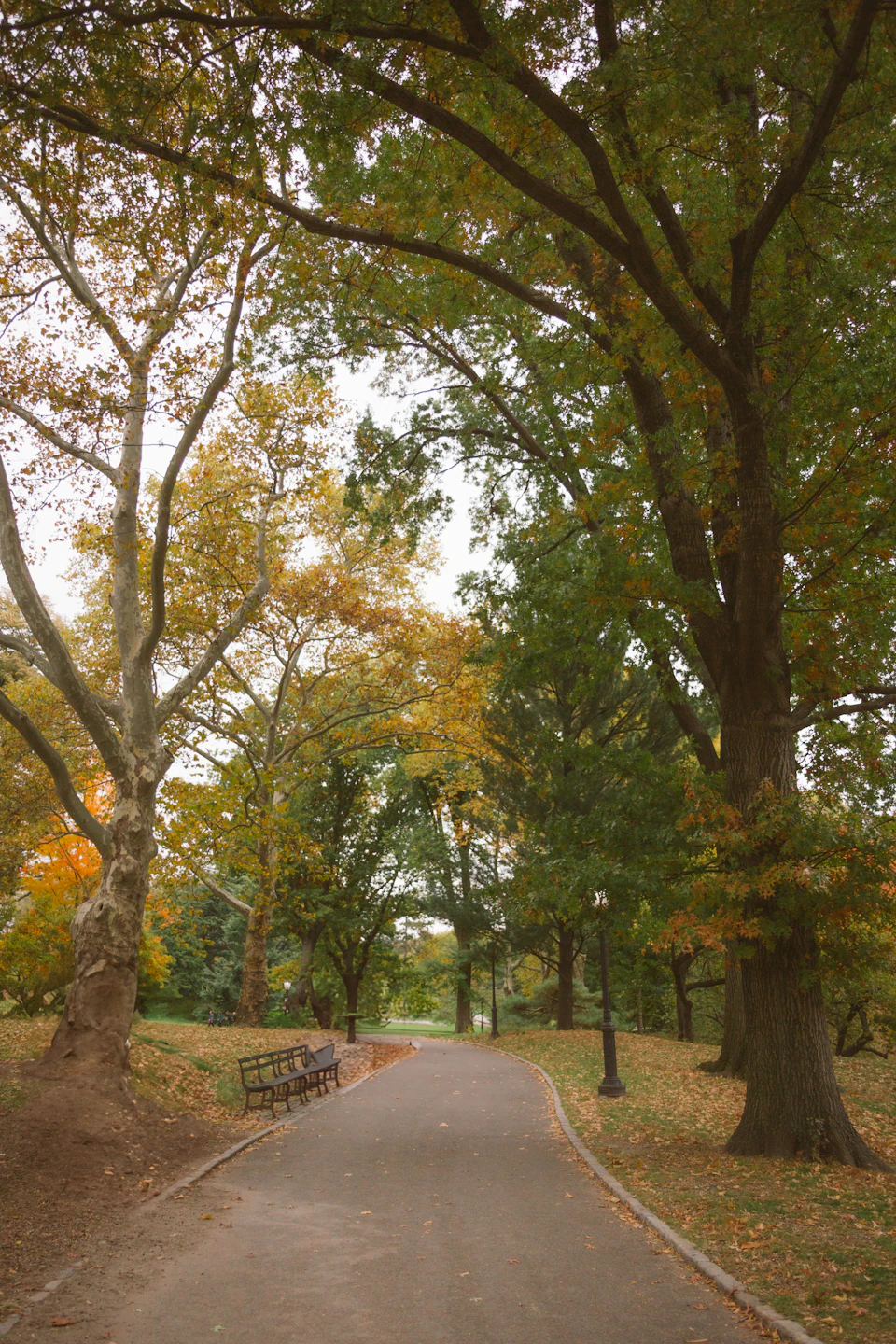 Tree-lined path through Central Park in autumn, late foliage holding colour