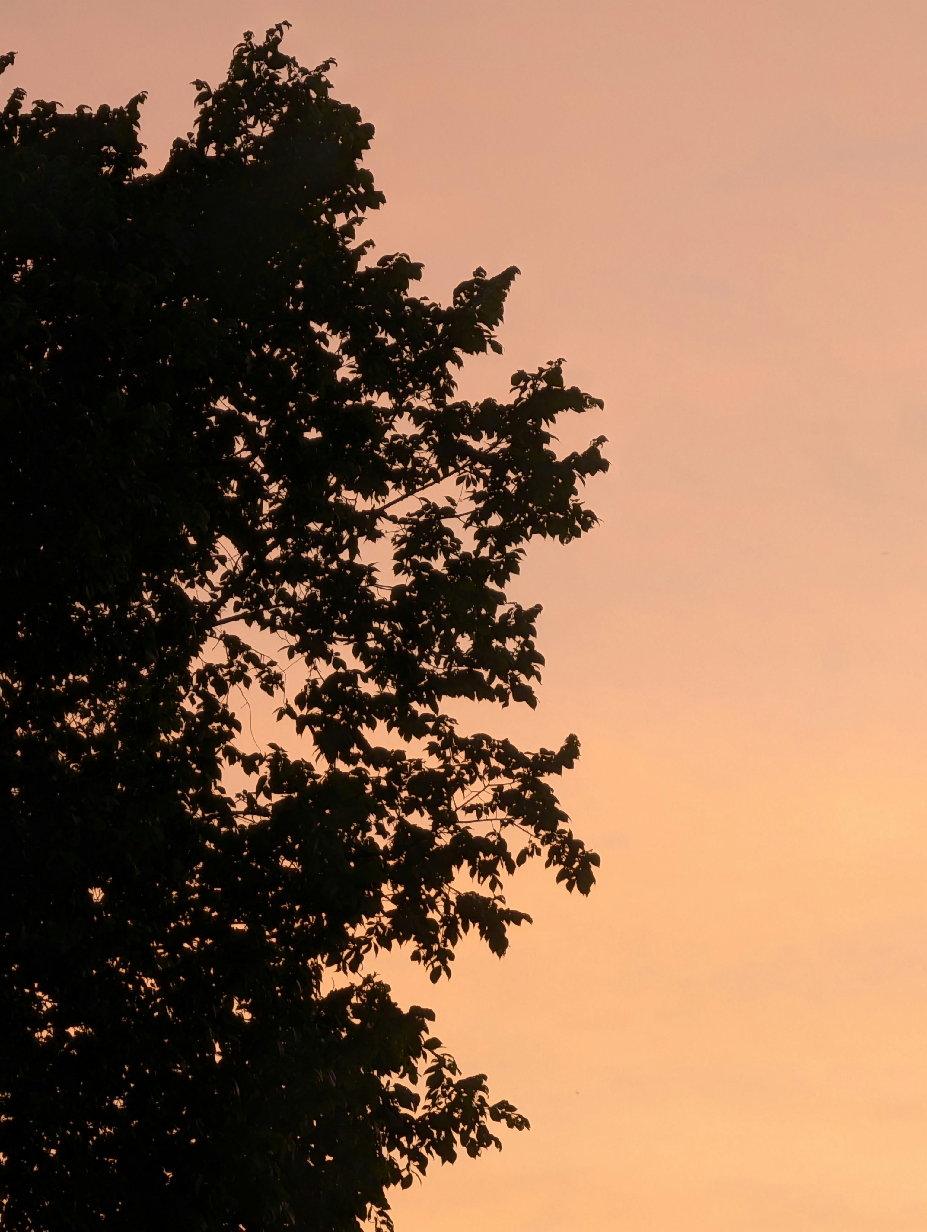 Photo by hashcode_error