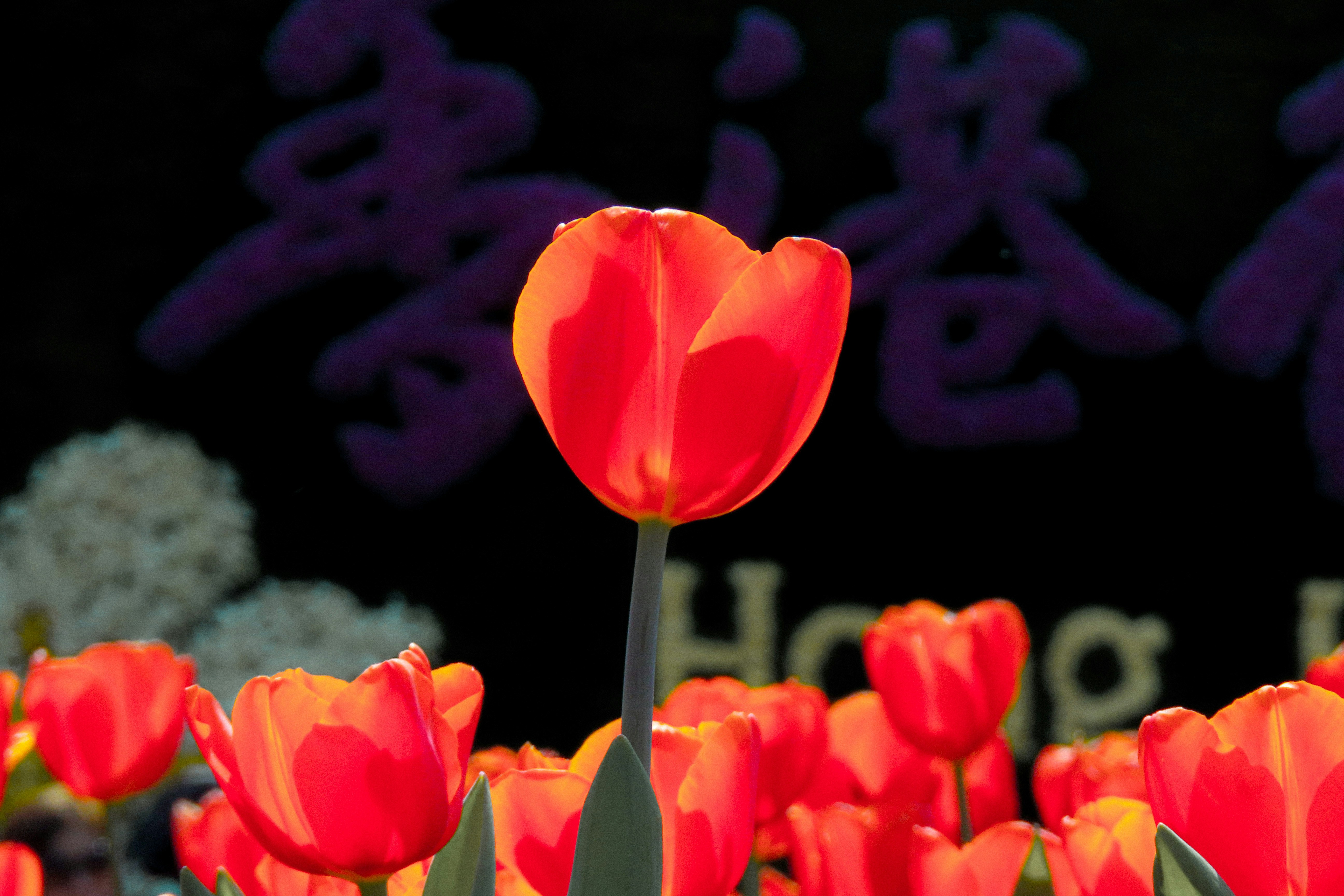 Touching Good Morning Wishes in Chinese & English to Send