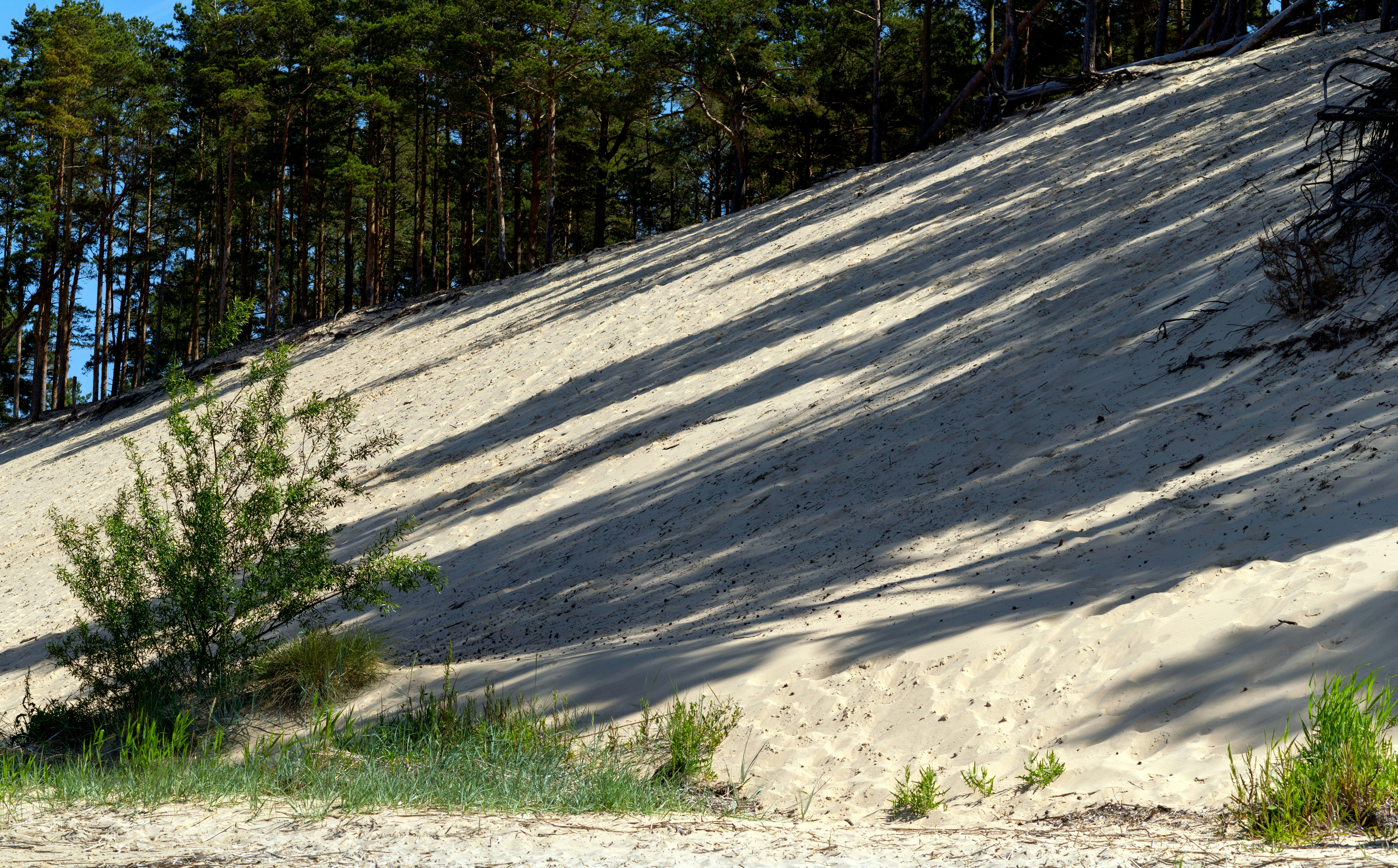 Shadows fall across a sandy slope with trees.